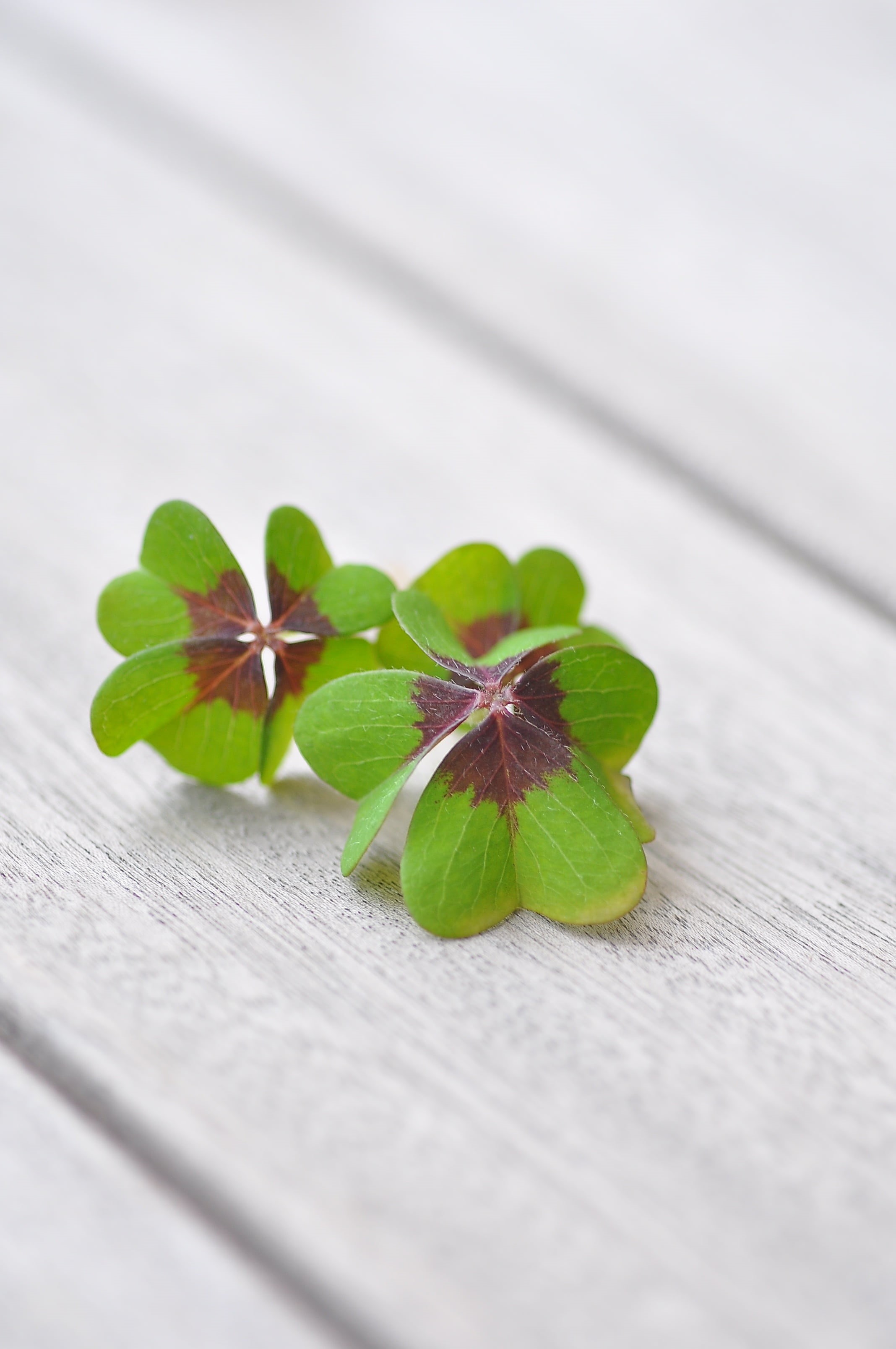 plant, klee, leaves, green, beauty in nature, lucky clover, day, table, flower, clover, food and drink, brown, 2K, four leaf clover, close-up, botany, Phone HD Wallpaper