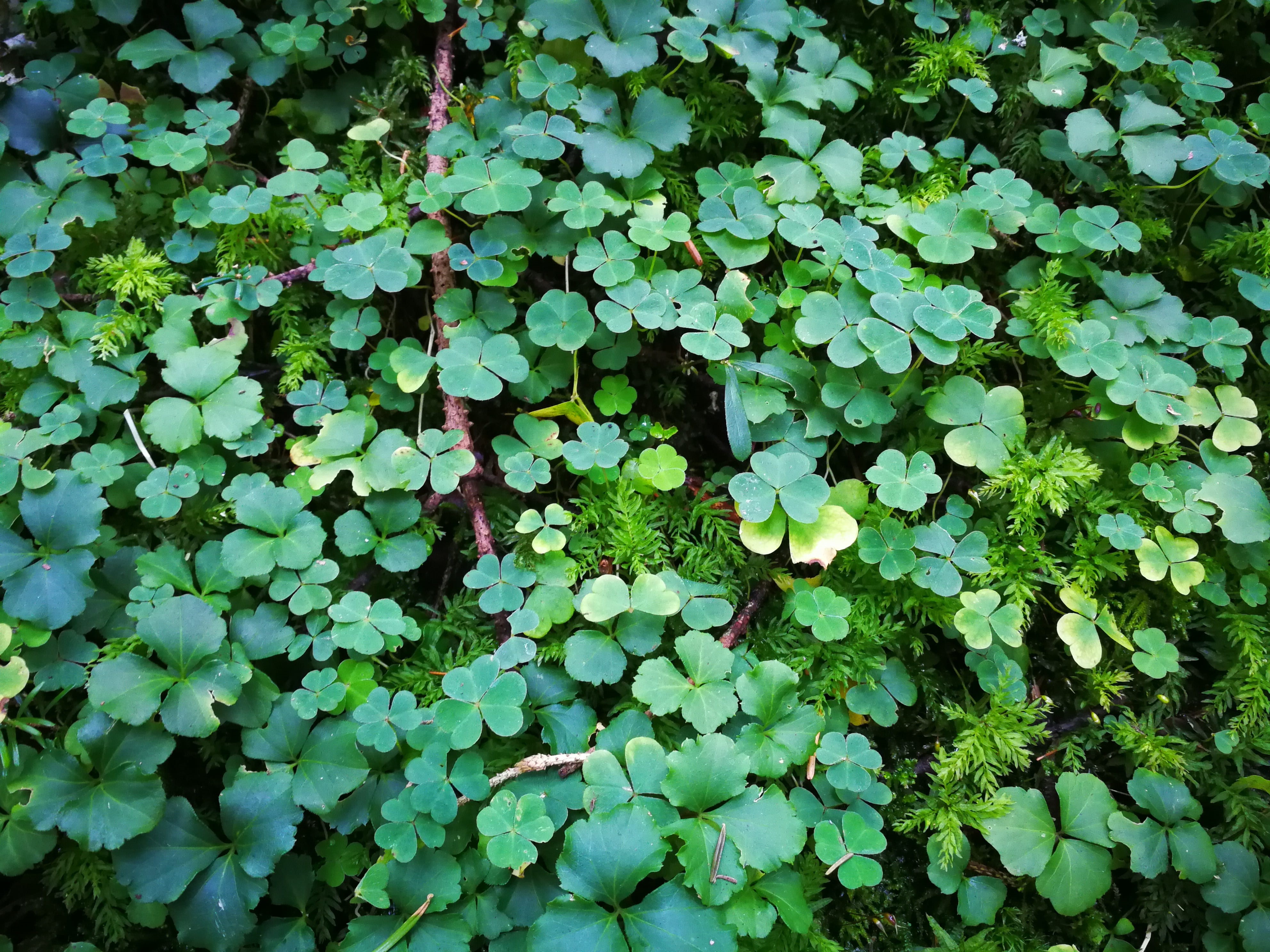 close-up, growth, field, plant part, day, auspicious symbols, lucky charm, plant, leaf, land, beauty in nature, no people, green color, full frame, freshness, HD Wallpaper