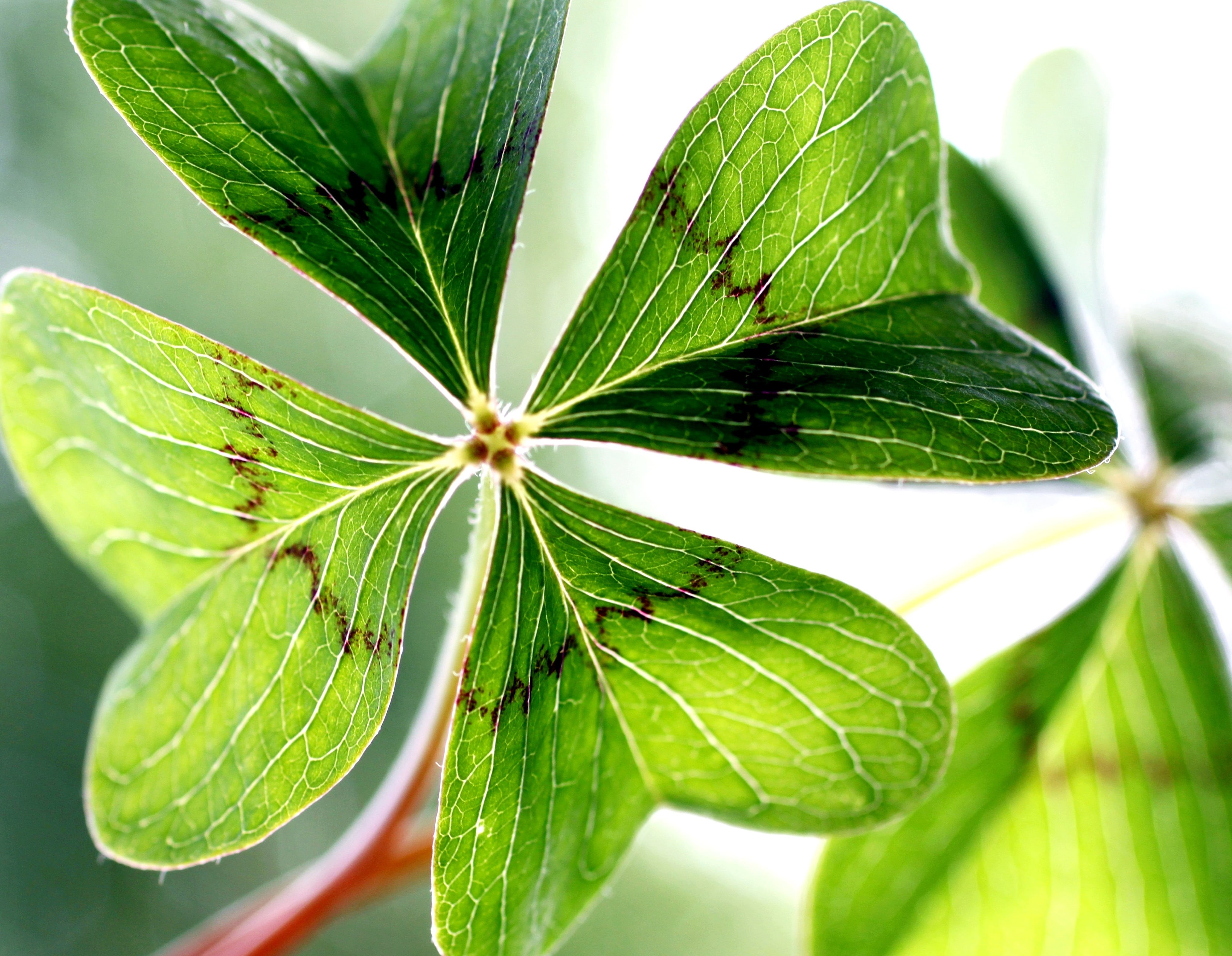 vierblättrig, photography, 4K, herbal medicine, garden, focus on foreground, nature, lucky clover, green, four leaf clover, green color, botany, shamrocks, HD Wallpaper