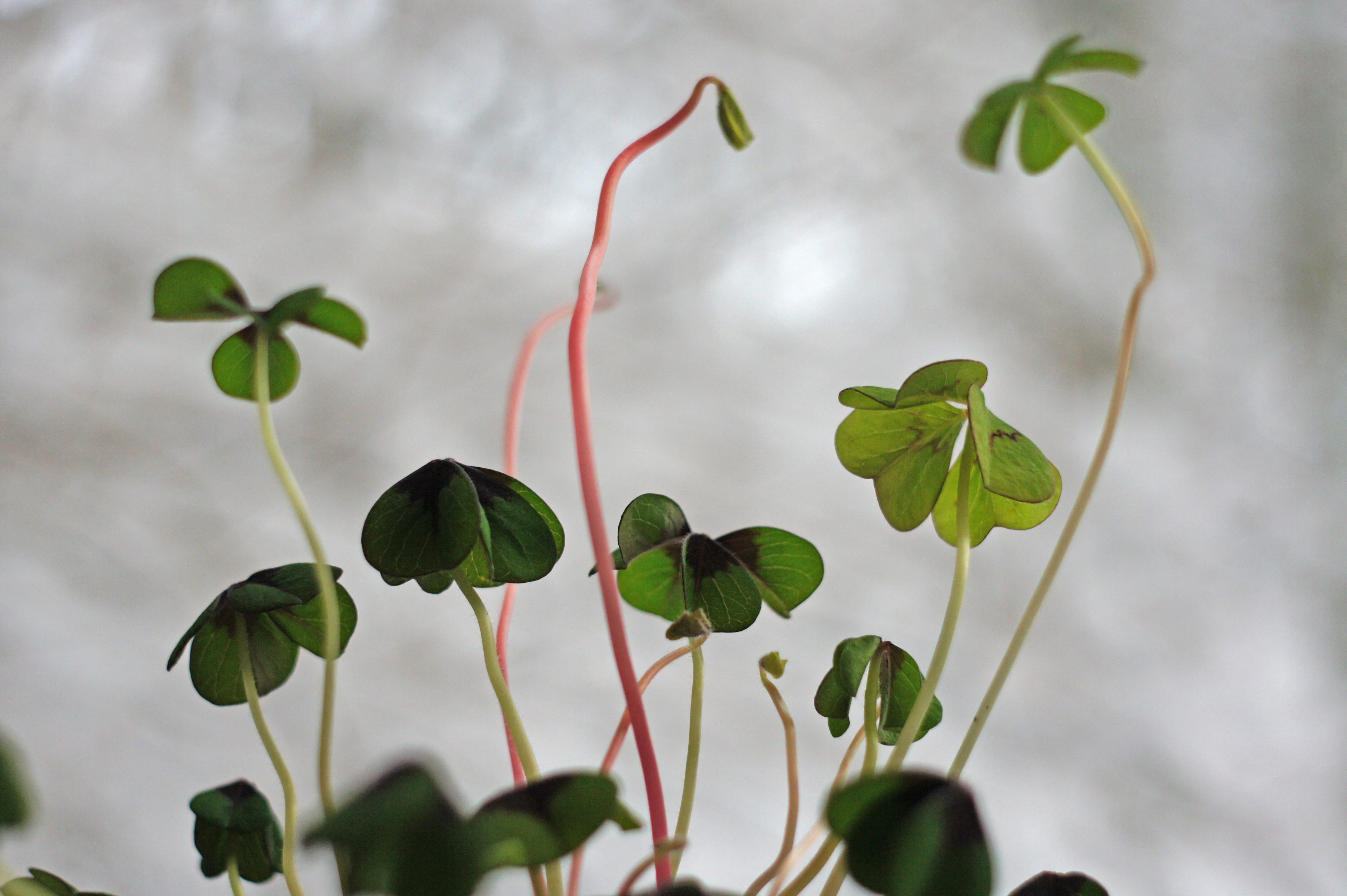 twig, beauty in nature, auspicious symbols, green, no people, growth, new years day, freshness, day, outdoors, green color, fragility, luck, heart, klee, HD Wallpaper