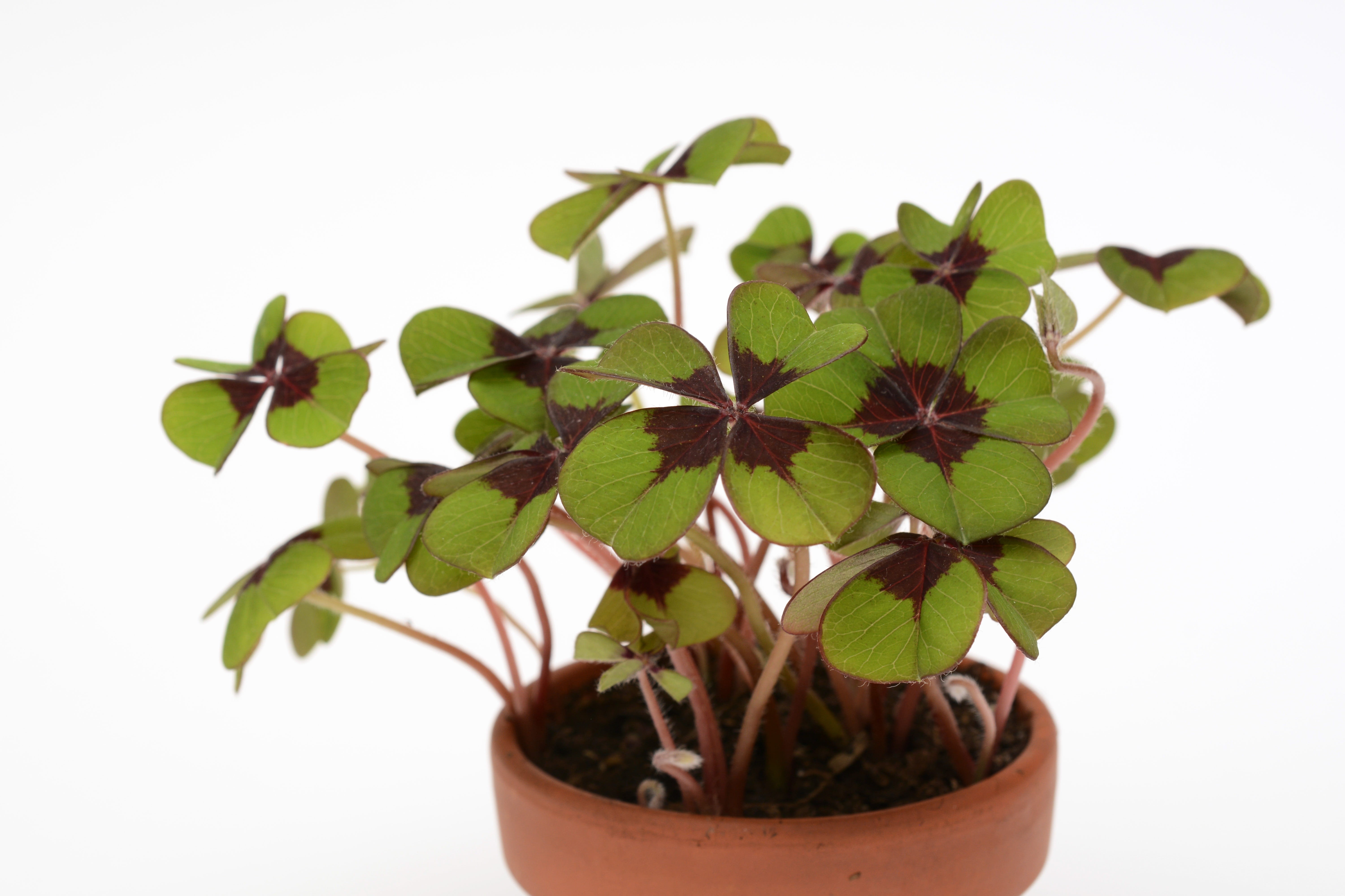 four leaf clover, plant part, beginnings, the turn of the year 2018, dirt, new years day, no people, green color, sylvester 2018, ceramic, flowerpot, birthday, HD Wallpaper