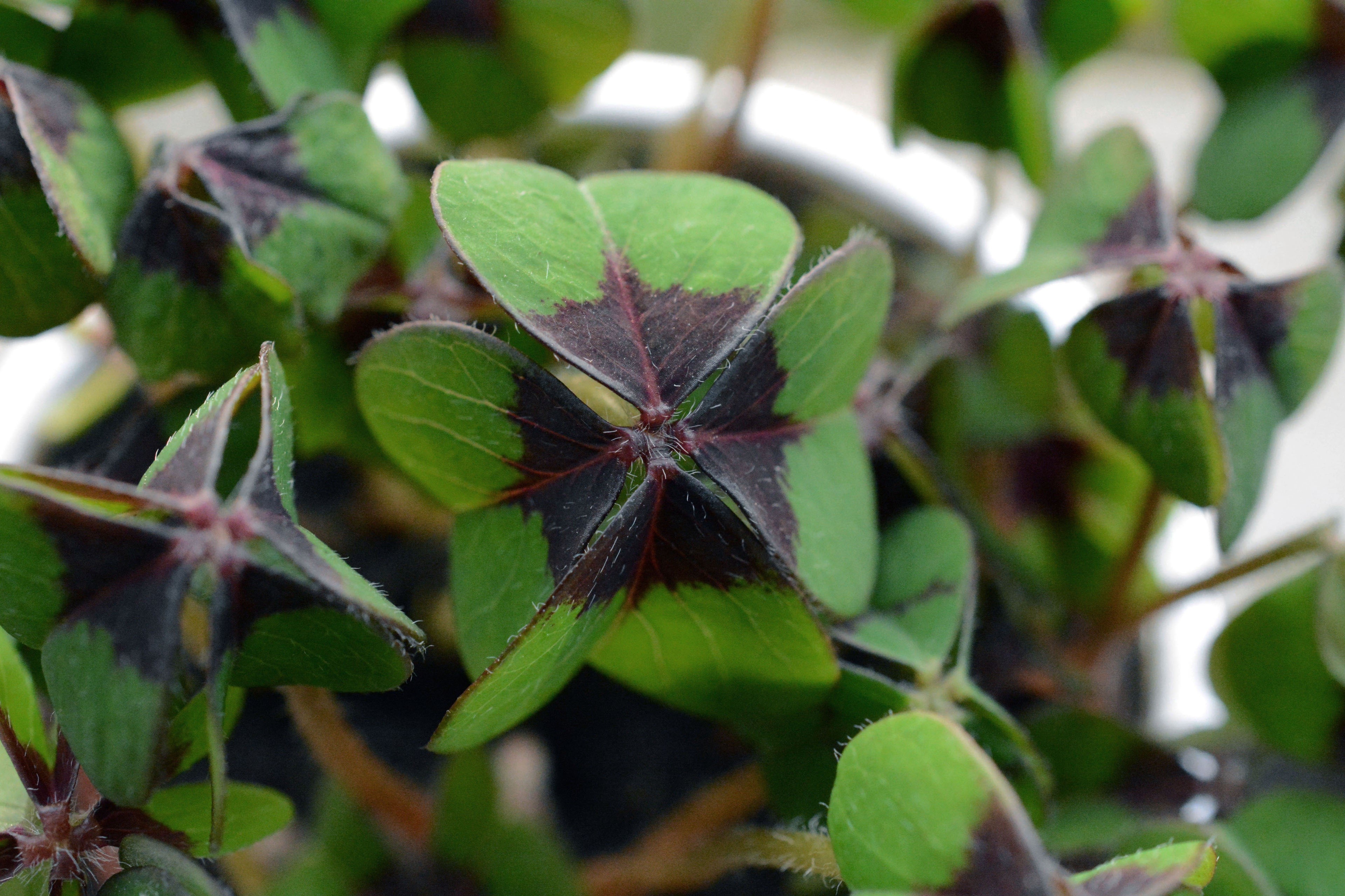 animals in the wild, animal wildlife, lucky charm, closeup, leafed, lucky clover, focus on foreground, green color, outdoors, plant, freshness, selective focus, HD Wallpaper
