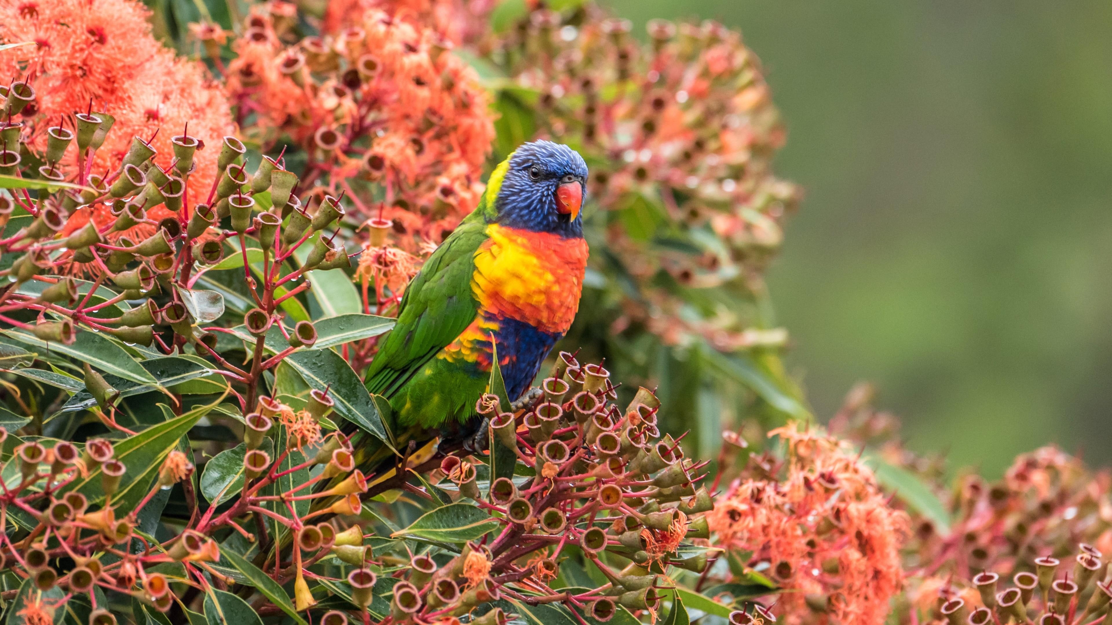 loriket, beautyful, lorikeet, 4K, parrot, flowers, amazing, bird, multicolored, HD Wallpaper