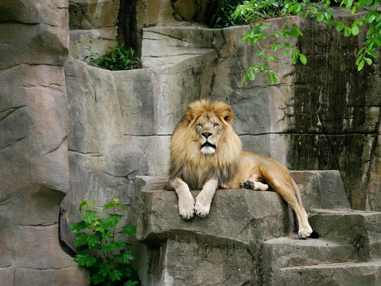 vertebrate, animal themes, Lion, beautyful, animal, zoo, nature, outdoors, brown, solid, feline, day, Animals, rock - object, one animal, animals in captivity, HD Wallpaper