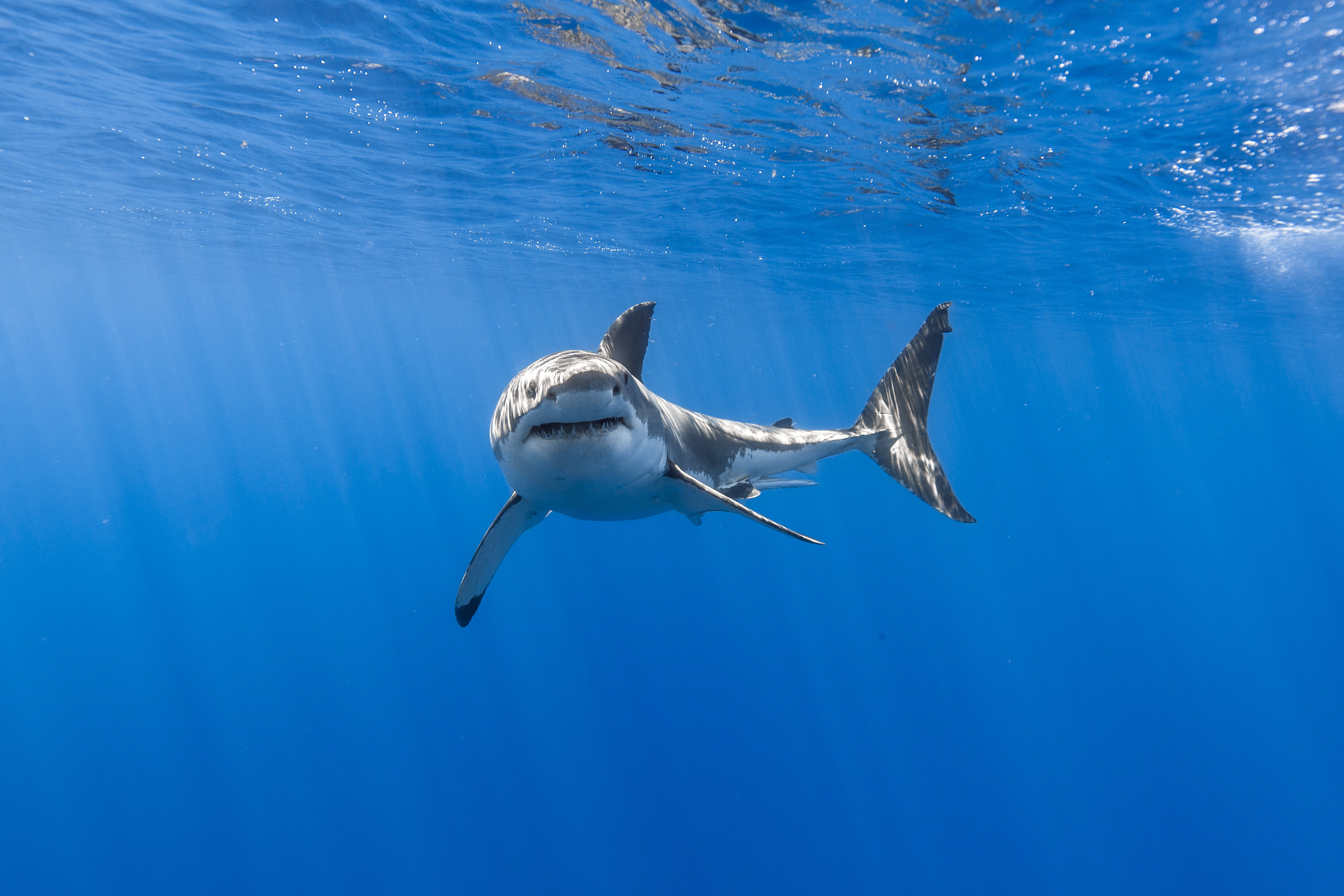 5K, Great white shark, Underwater, 5K, HD Wallpaper