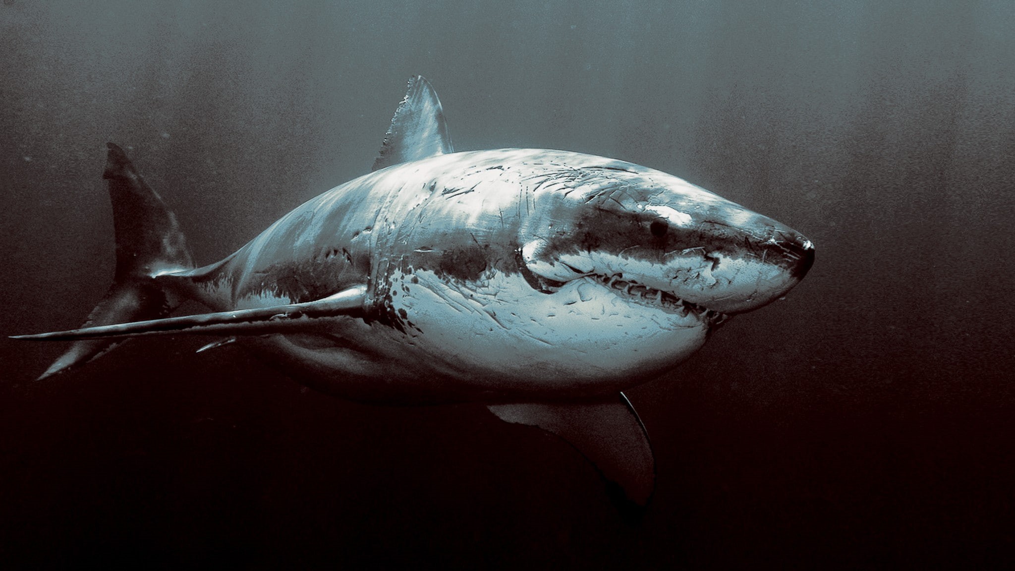 shark, animals, 1080P, Great White Shark, HD Wallpaper