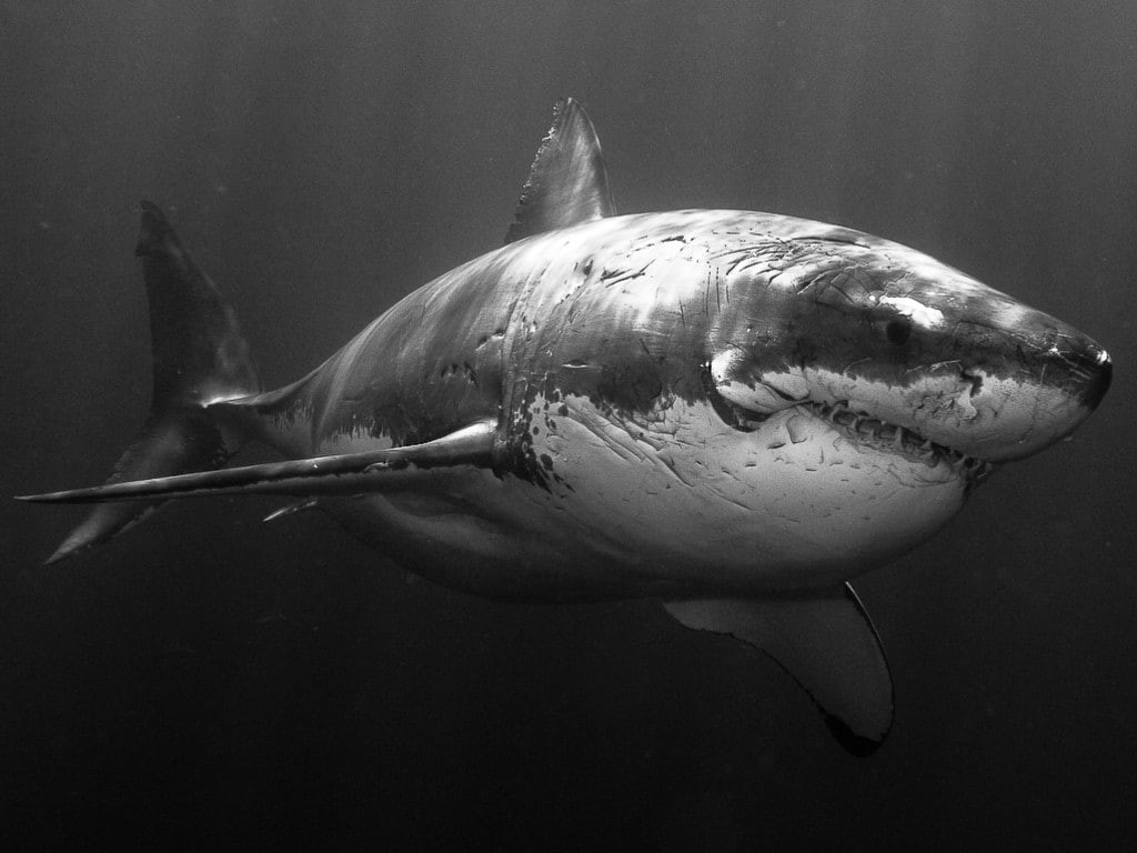 Great White Shark, one animal, animal, water, underwater, animals, no people, marine, close-up, animal wildlife, outdoors, animal themes, undersea, animals in the wild, HD Wallpaper