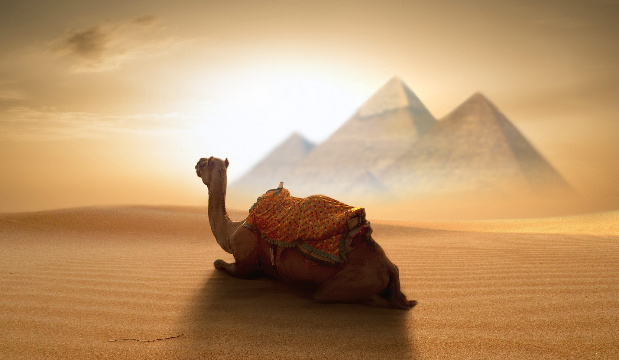 Nikos Bantouvakis, egypt, Camels, pyramid, Desert, 1080P, animals, 500px, HD Wallpaper