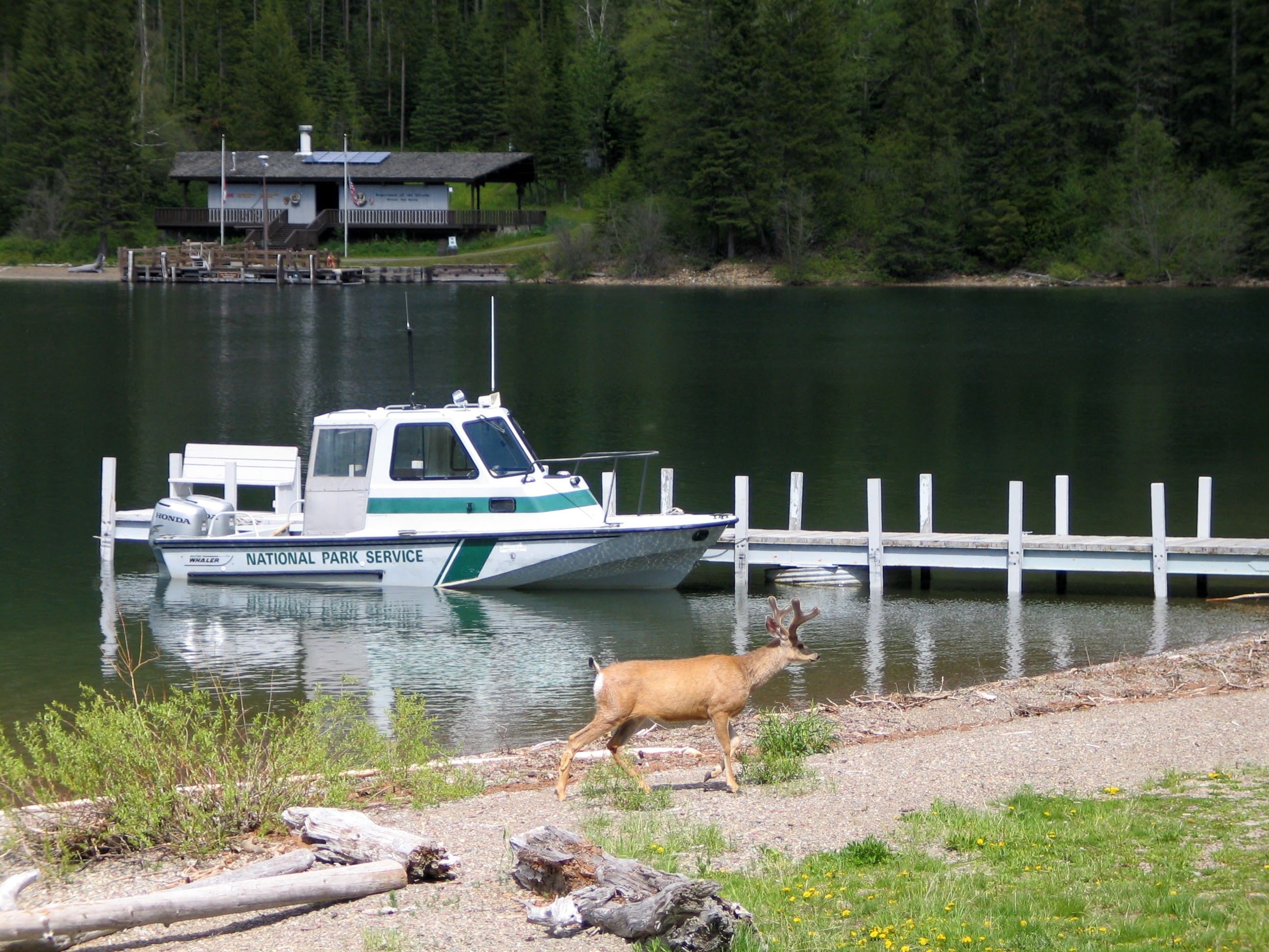 mammal, park, national, haunt, day, mode of transportation, glacier, canine, 2K, vertebrate, ship, transportation, Goat Haunt, Glacier National Park, nautical Vessel, HD Wallpaper