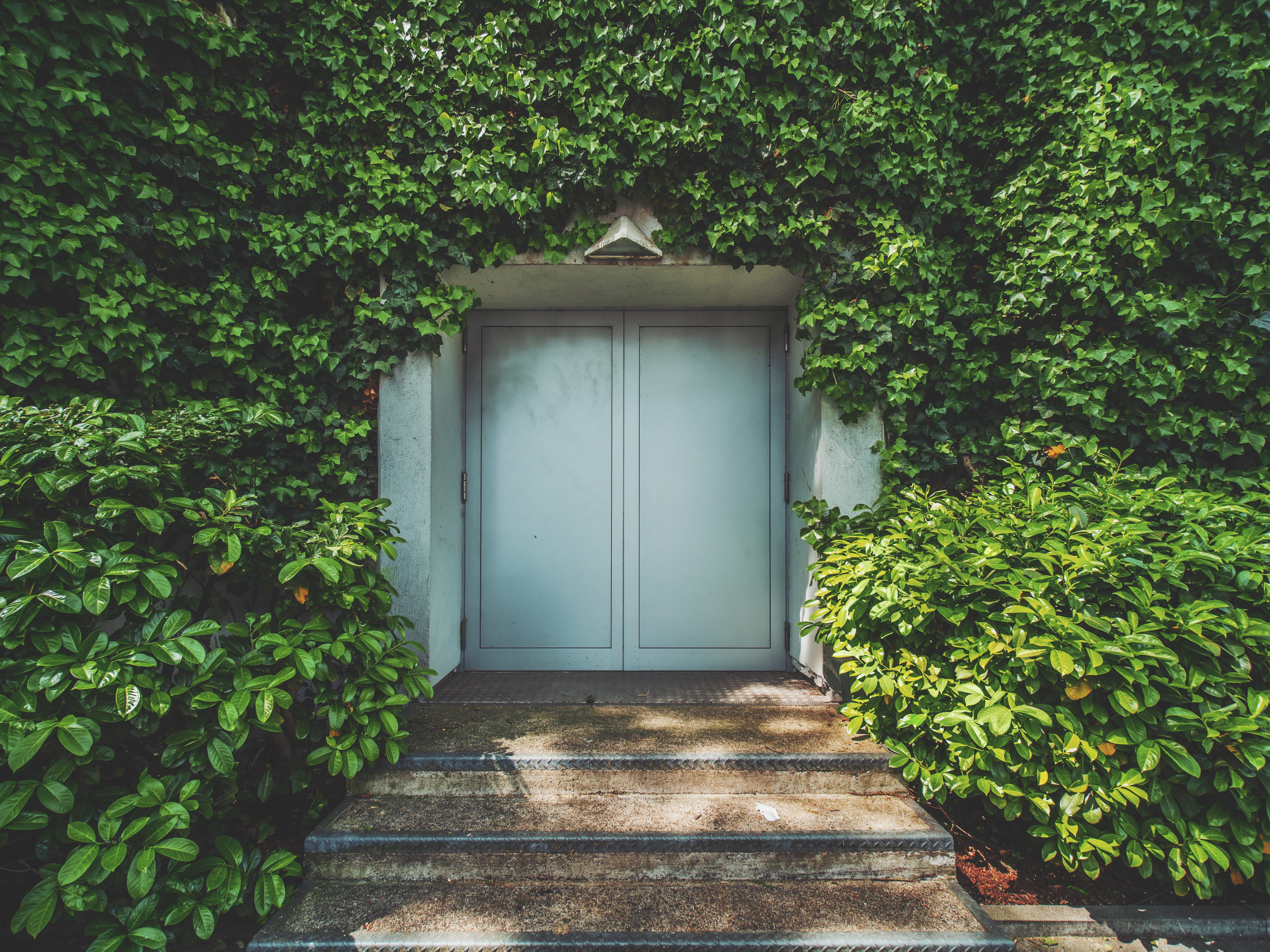secret, garden, leaf, plant, explore, white, building exterior, wall, no people, closed, green color, house, steps, green, stair, bush, city, urban, doorway, HD Wallpaper