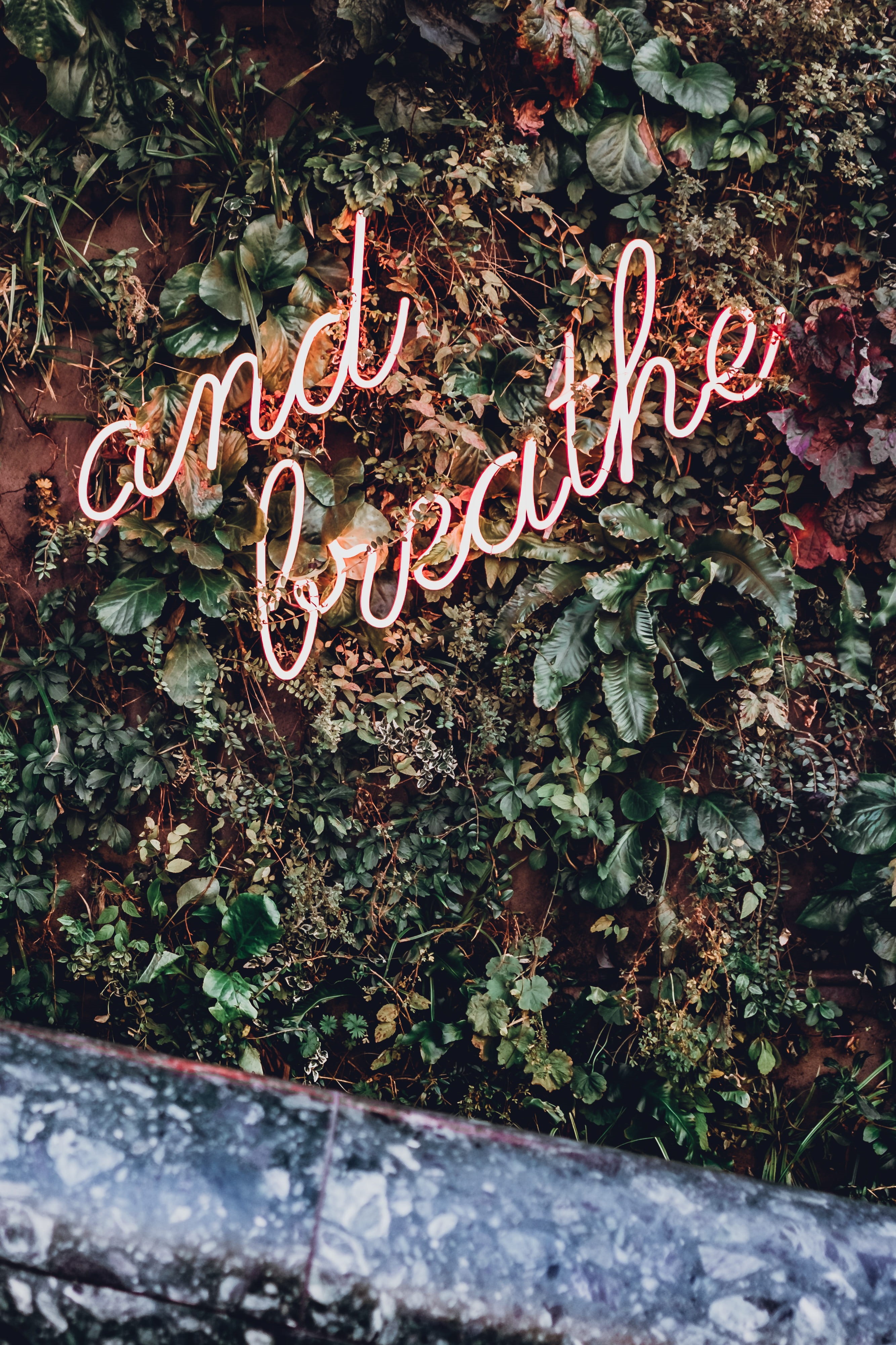 communication, vines, plant part, mounted, script, growth, signage, wall, green color, wall - building feature, text, nature, leaf, led, green, day, plant, Phone HD Wallpaper