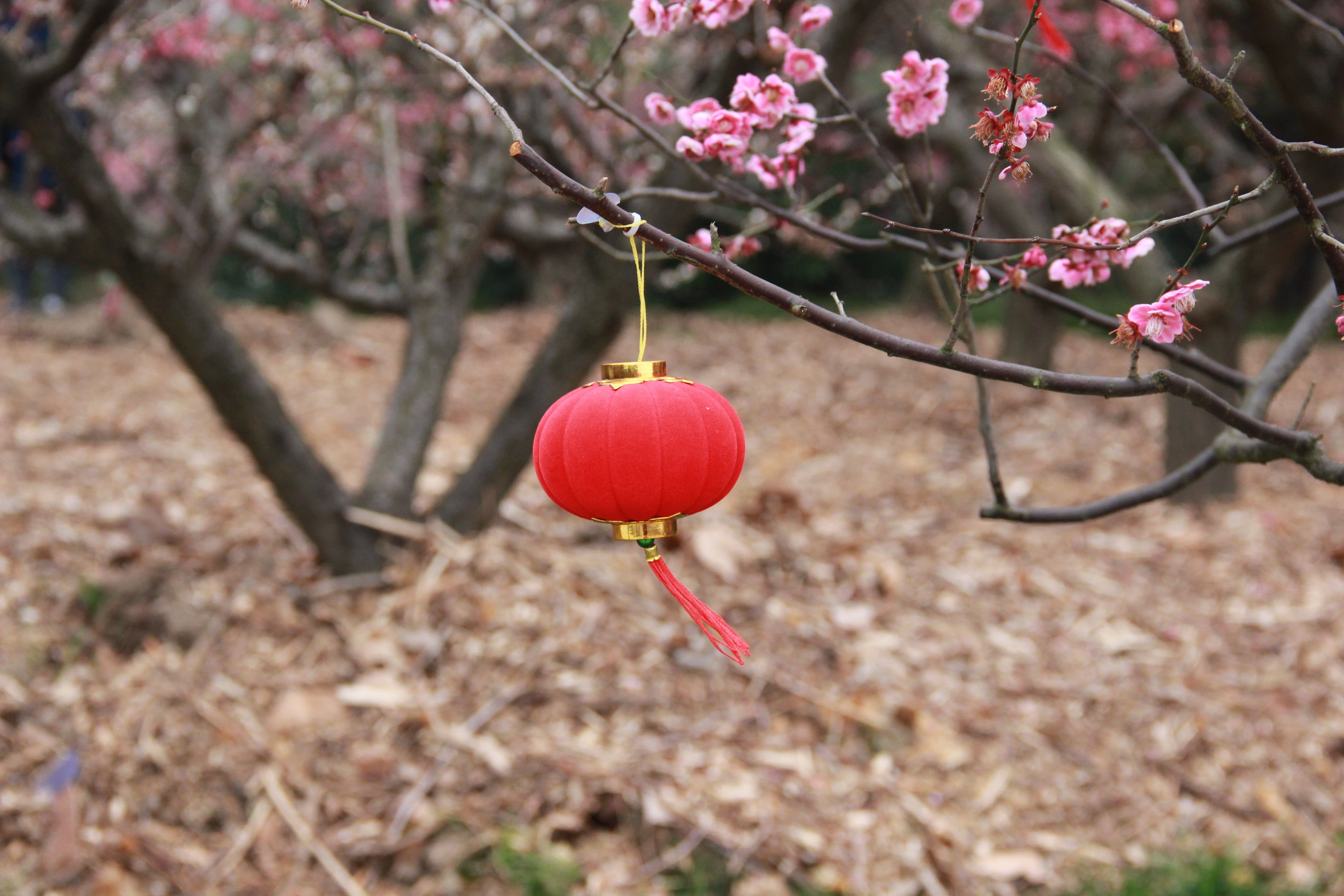 5K, fragility, tree, food and drink, cherry blossom, outdoors, chinese elements, hanging, lantern, freshness, plum blossom, focus on foreground, flowering plant, HD Wallpaper