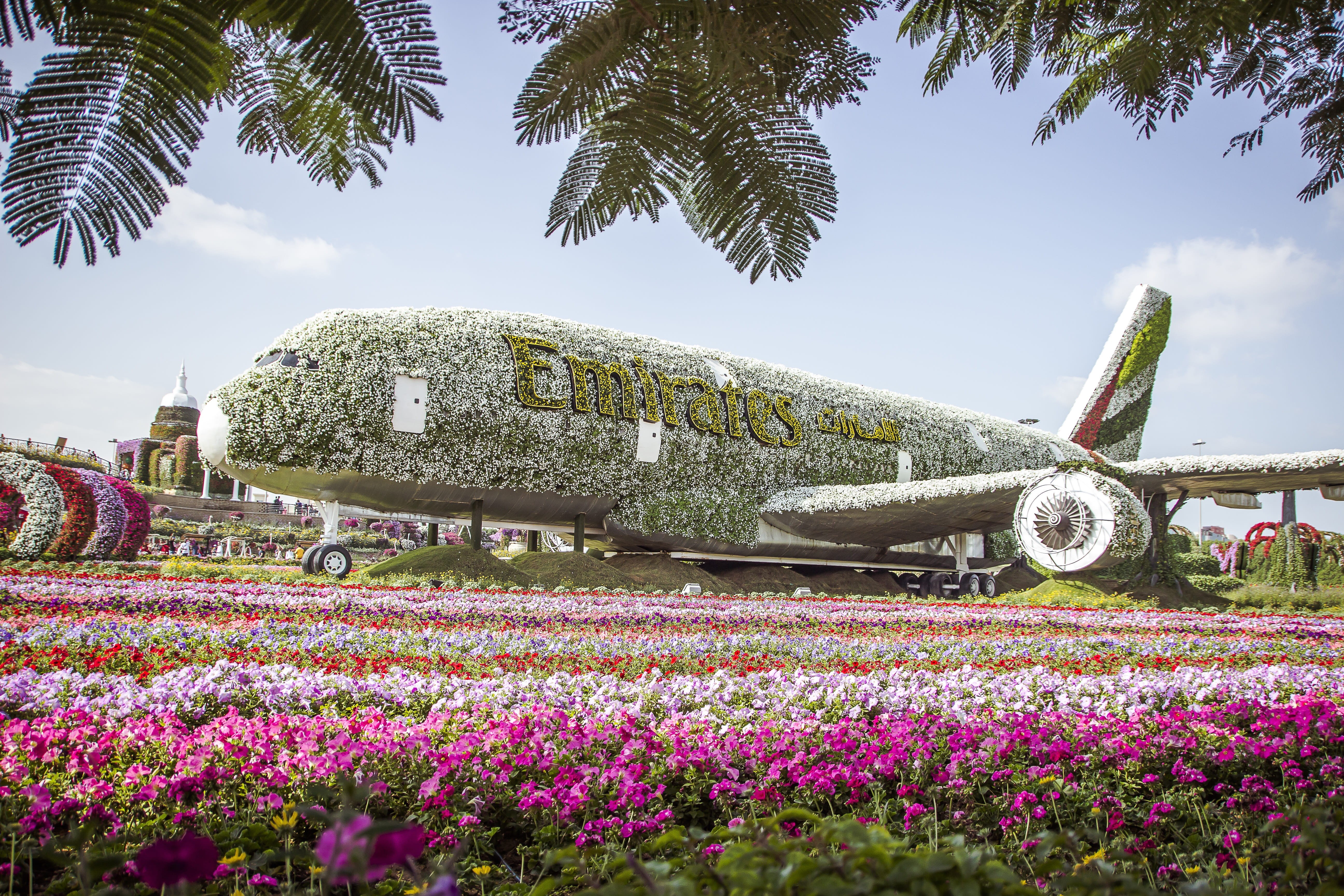 flowering plant, 5K, flora, the past, flower miracle park, flower garden, sky, day, travel destinations, no people, growth, travel, history, miracle garden dubai, HD Wallpaper