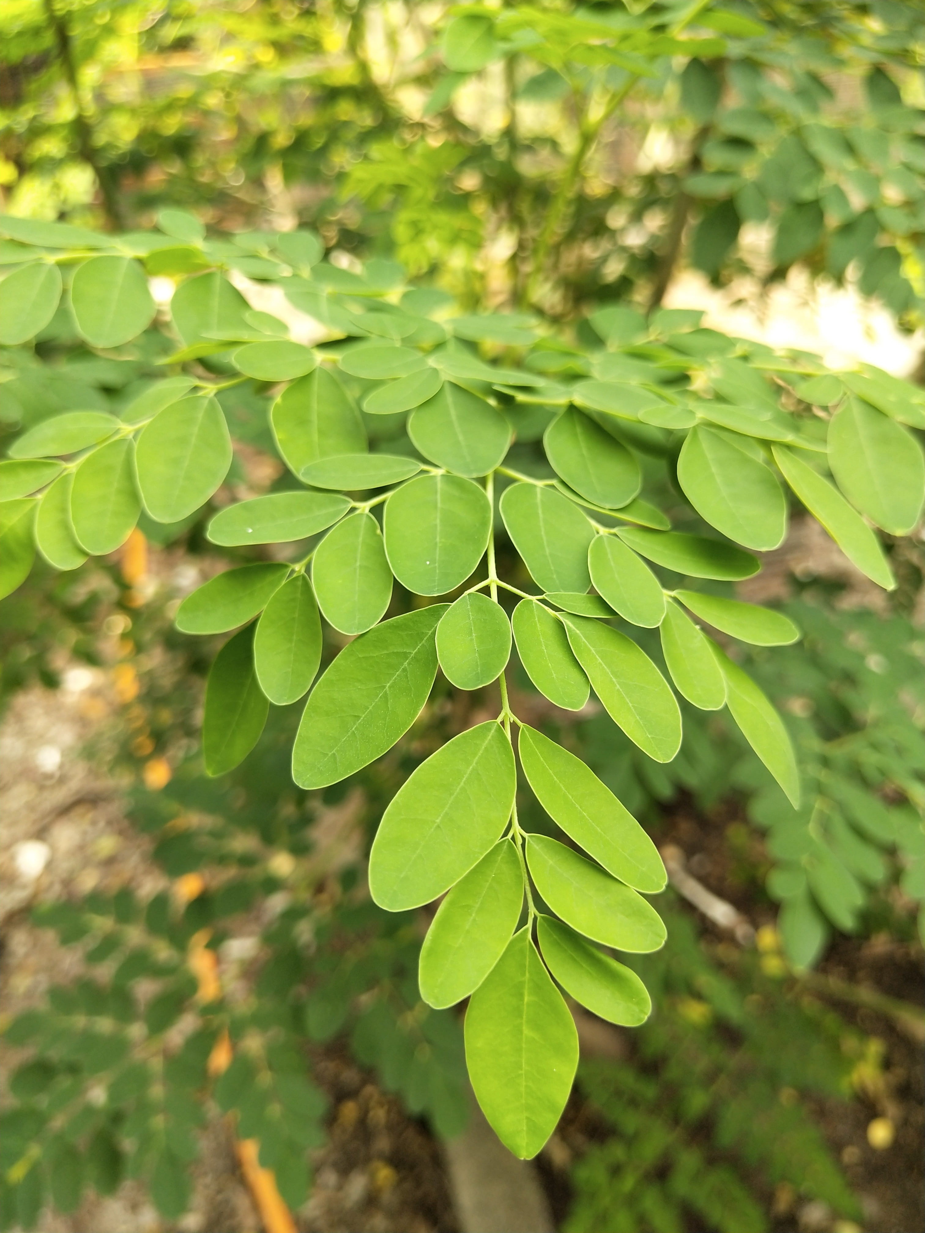 drumstick tree, miracle plant, high angle view, leaves, superfood, day, plant, outdoors, green color, sunlight, freshness, leaf, horseradish plant, tree, Phone HD Wallpaper
