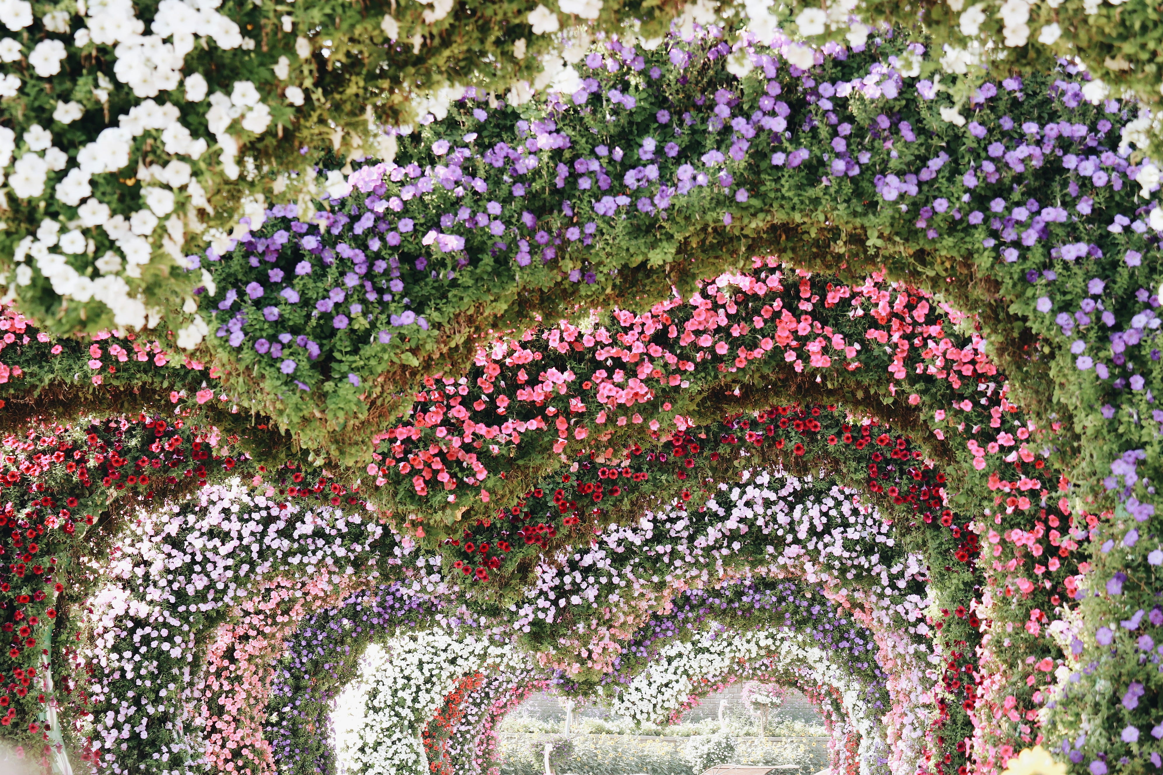 emirates, dubai miracle garden, heart, plant, flower, multi colored, fragility, no people, heart shape, colorful, outdoors, wanderlust, flowering plant, HD Wallpaper