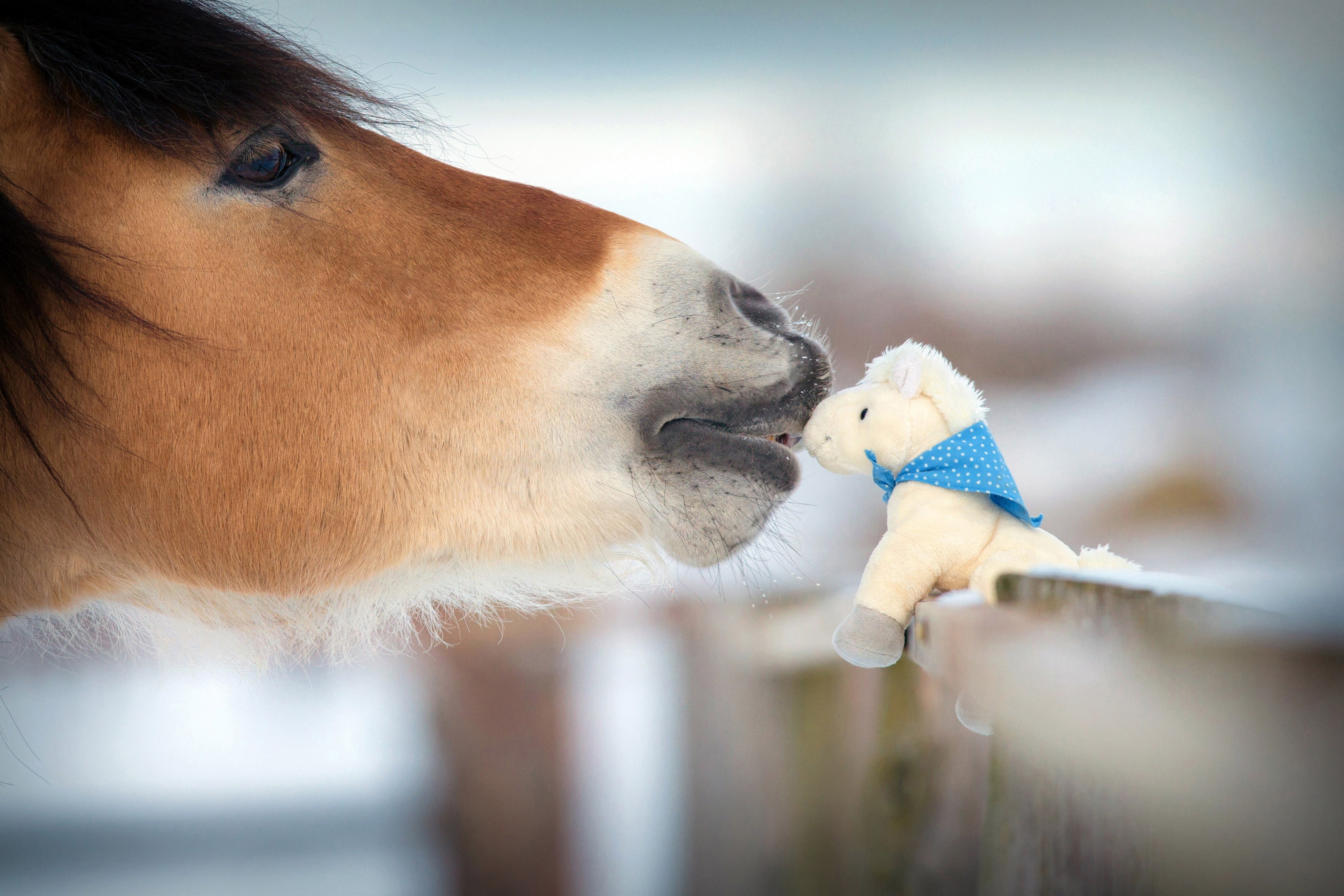 the fence, toy, travel, tenderness, animals, horse, blur, 4K, winter, souvenir, my planet, figure, familiarity, attached, nature, kindness, HD Wallpaper