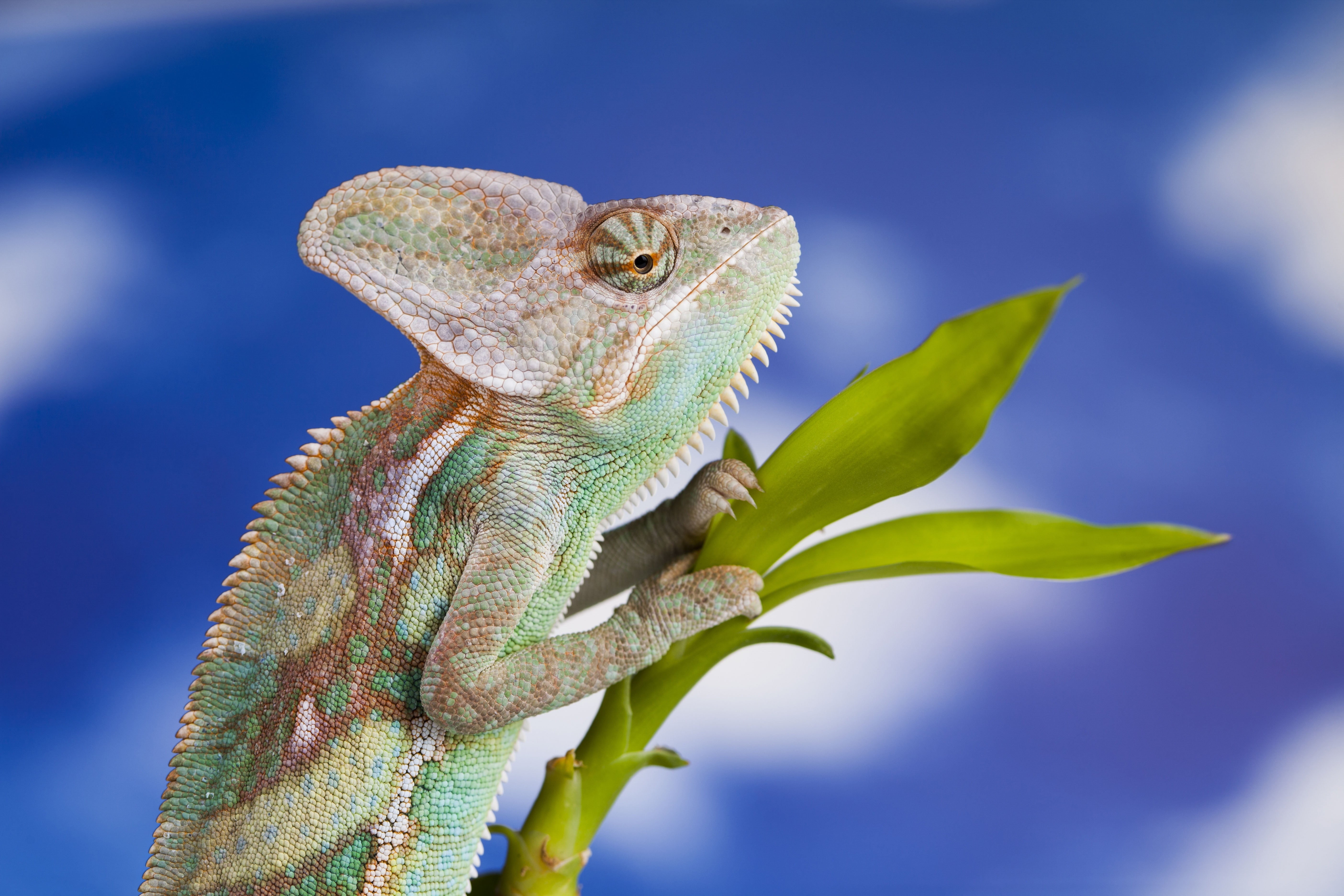 green color, one animal, outdoors, close-up, plant part, animals, exotic, vertebrate, reptile, bearded, no people, leaf, dragon, animal themes, HD Wallpaper