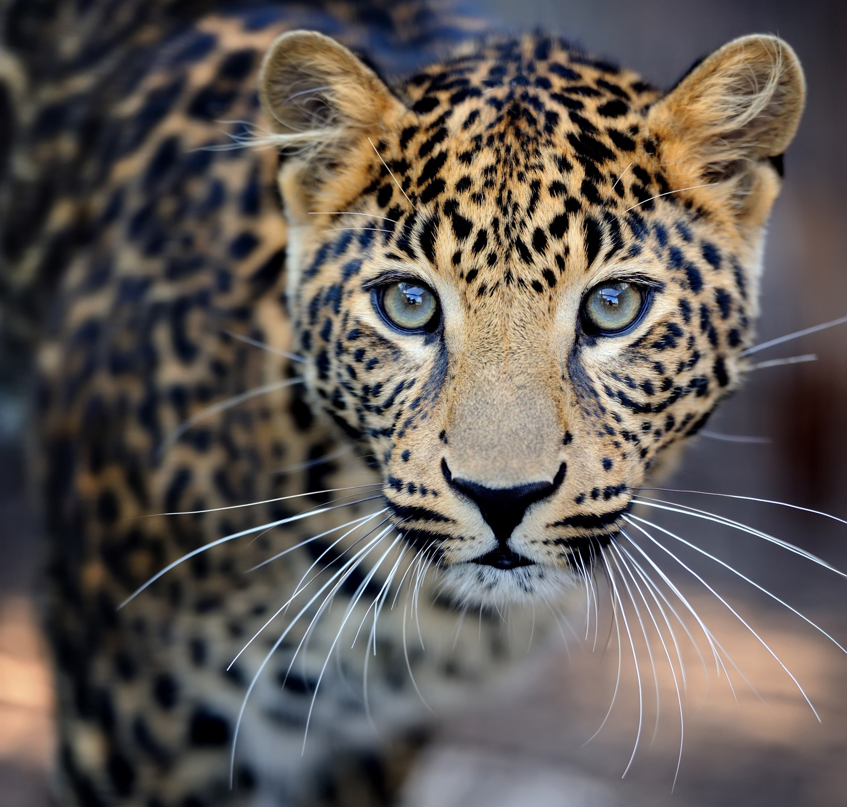 bokeh, predator hunter, beautiful spotted, nature, blur, 2K, snout whiskers glance, calm attentive, animals, my planet, travel, close-up, leopard, HD Wallpaper
