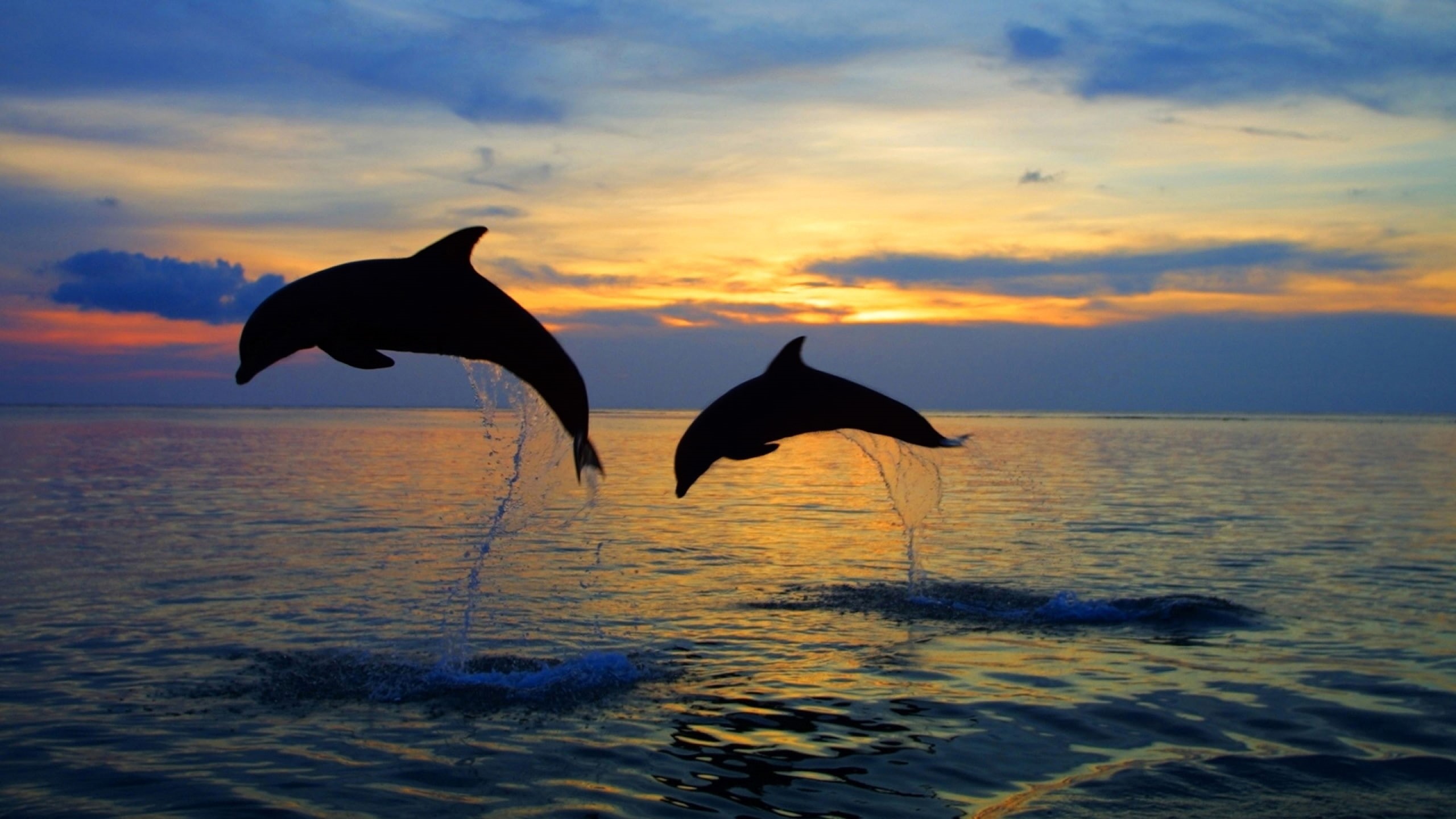 gray, beach, animal, waterfront, two, squirt, sky, coastline, seagull, no People, travel, sun, animal wildlife, my planet, the evening, the sky, sea, animals in the wild, HD Wallpaper
