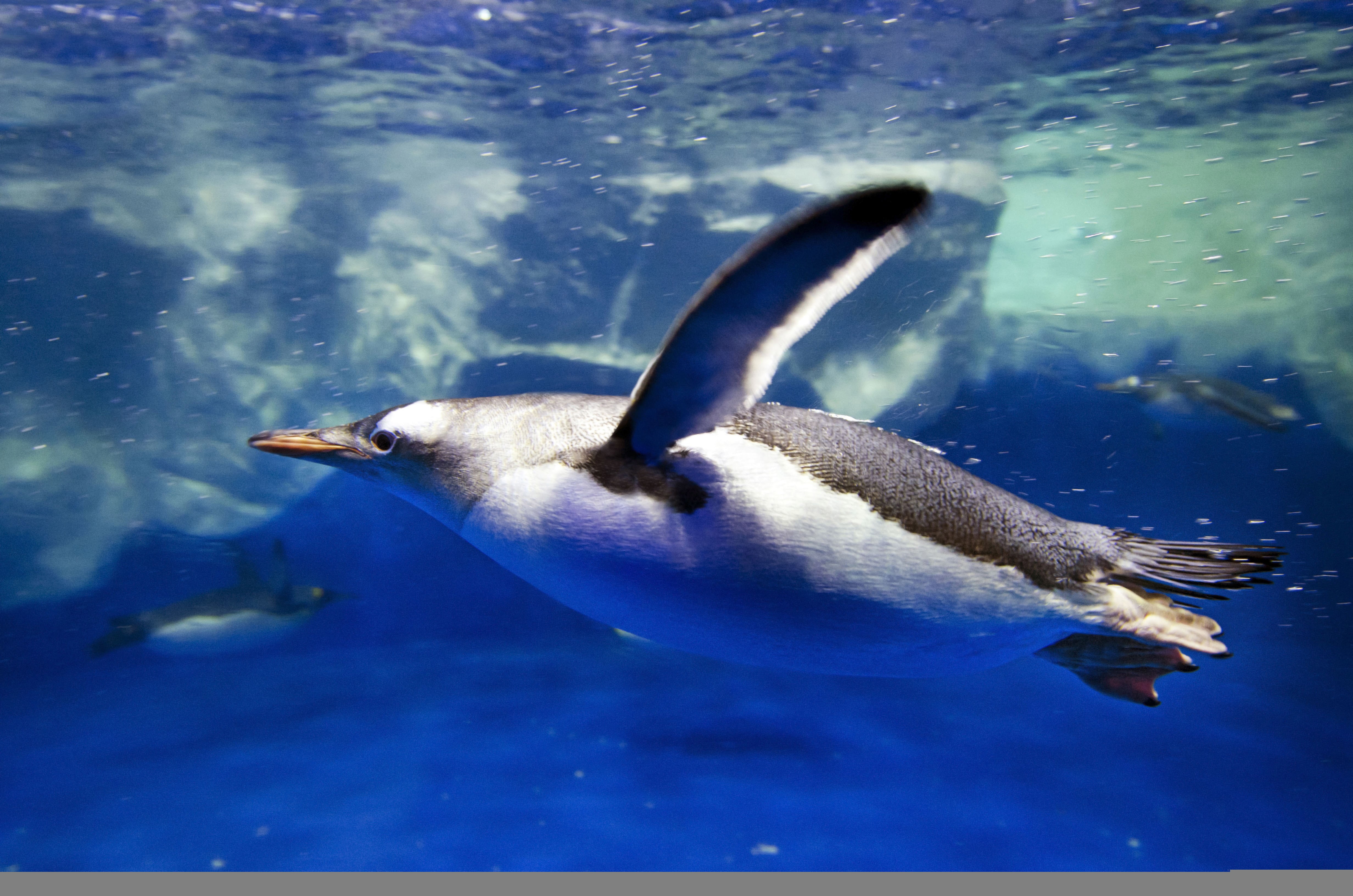 tourism, the ocean, animals, my planet, swimmer, nature, jump, diving, blur, Antarctica, bokeh, sea, 4K, penguin, travel, glacier, wave, bubbles, HD Wallpaper
