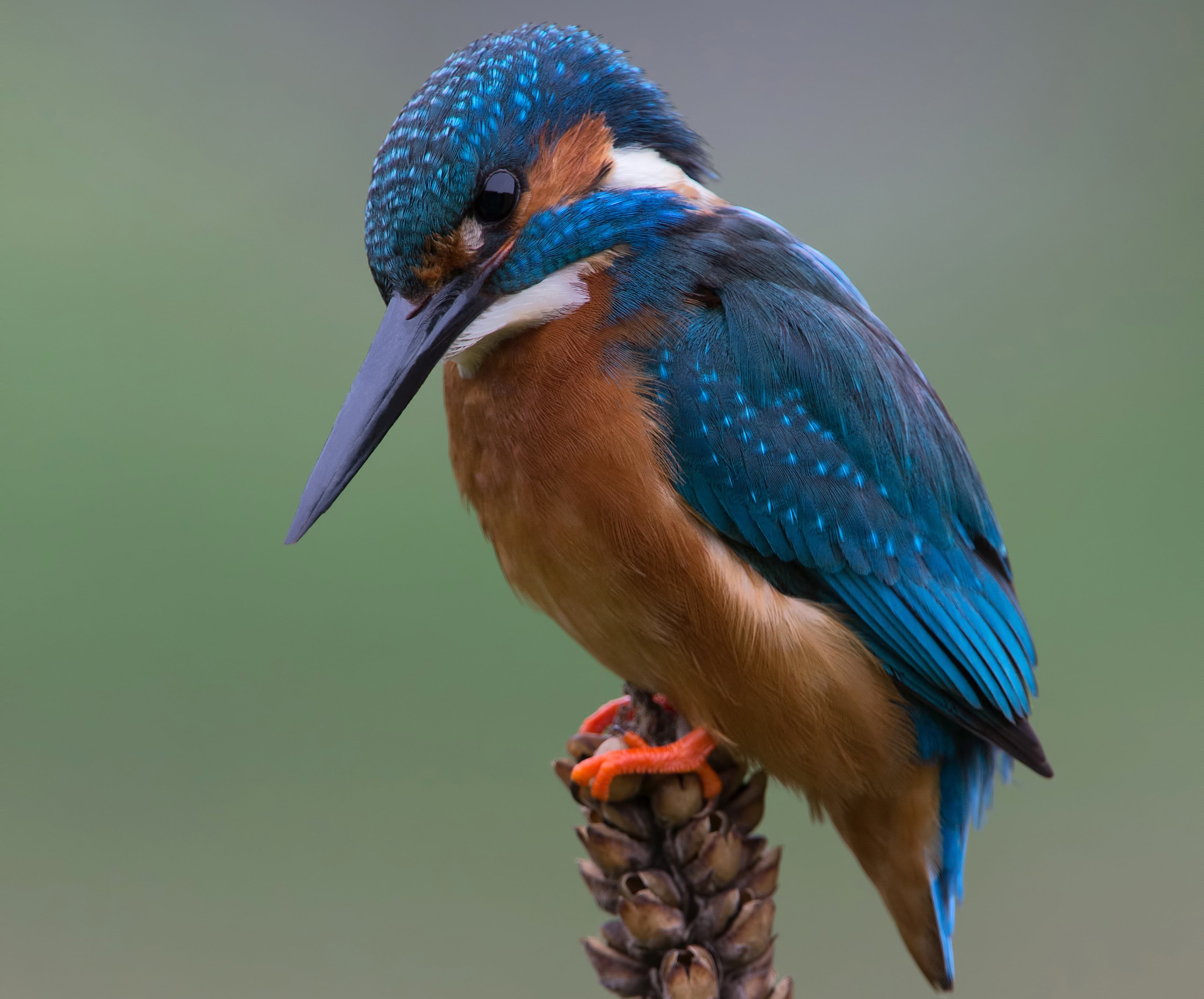 Kingfisher, nature background, beauty in nature, blur, no people, animals, animal, bokeh, perching, beak, branch, my planet, animal themes, outdoors, stick - plant part, HD Wallpaper