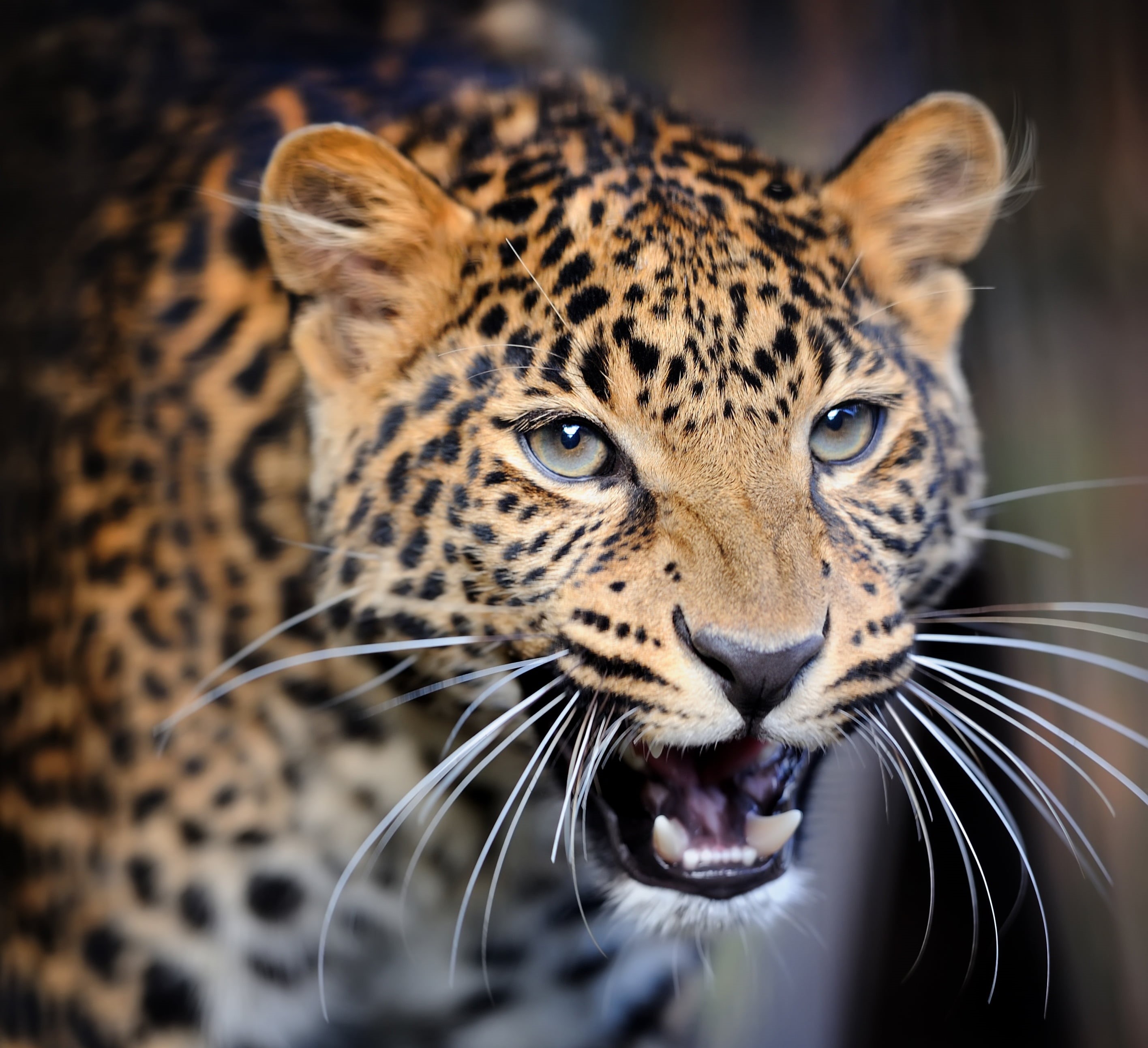 2K, travel, animals, angry fair, my planet, ., the muzzle whiskers, wild cat, the fangs look, predator hunter, leopard, bokeh, beautiful spotted, nature, HD Wallpaper