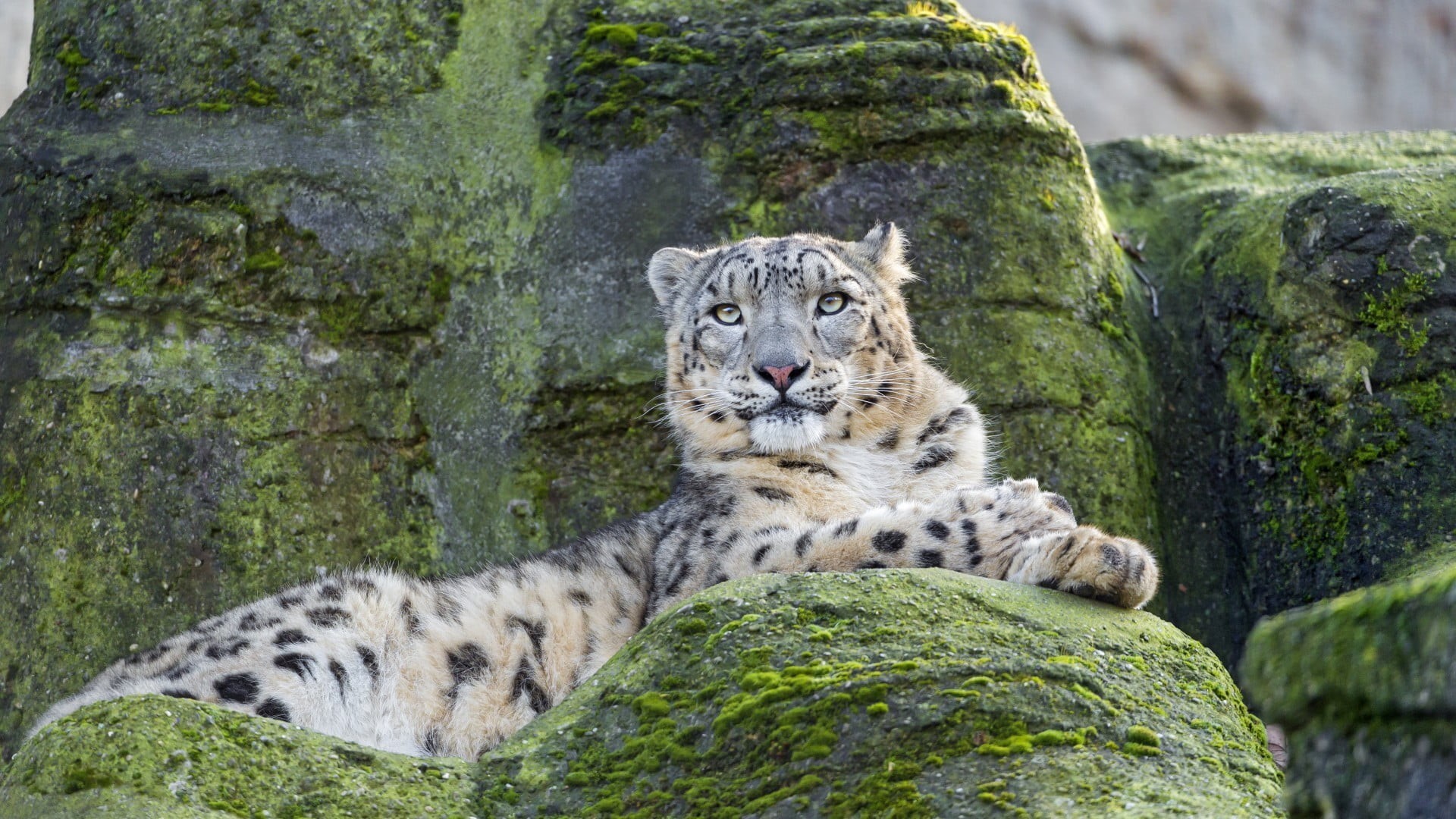 wild cat, tiger, whisker, solid, rock - object, big cat, animal wildlife, relaxation, white tiger, nature, animals, day, zoo, rock, one animal, tree, animal themes, HD Wallpaper