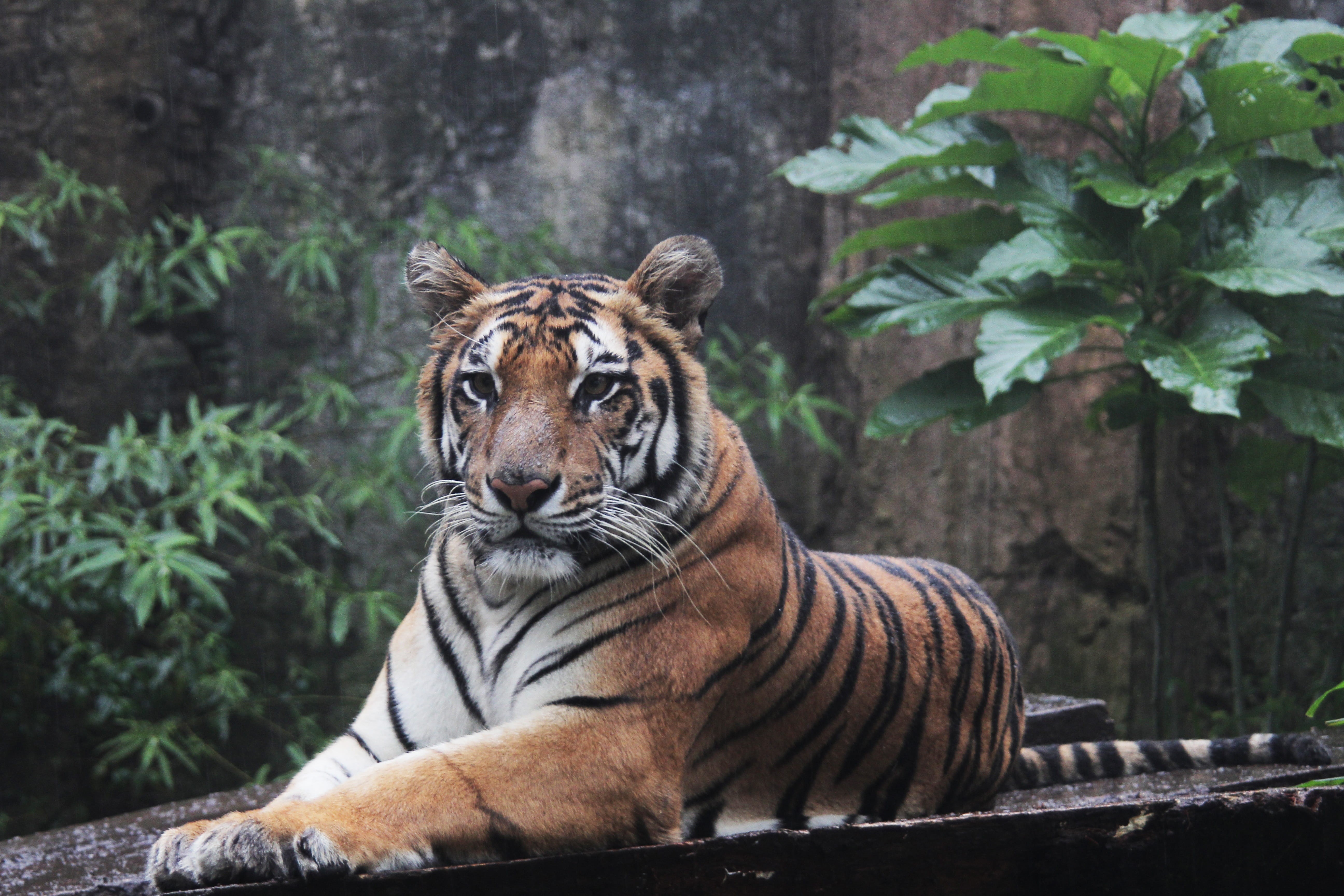 animal wildlife, animal, danger, whisker, one animal, mammal, carnivore, brown, plant, no people, tree, outdoors, endangered, sruface, wildlife, bengal Tiger, HD Wallpaper