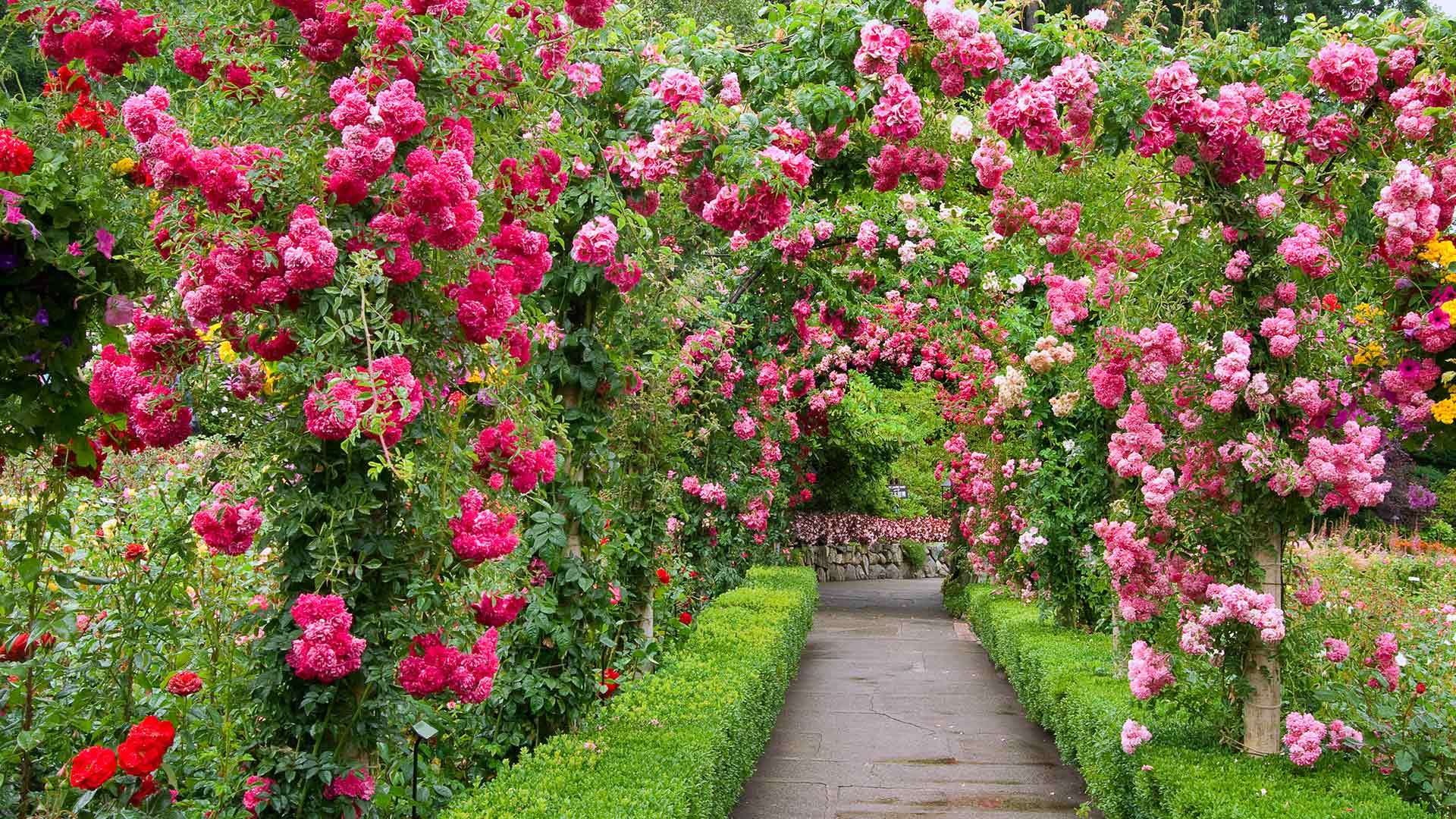 Park, growth, backgrounds, 1080P, red, fragility, pink Color, no People, petal, grass, plant, ornamental Garden, park - Man Made Space, blossom, green Color, HD Wallpaper