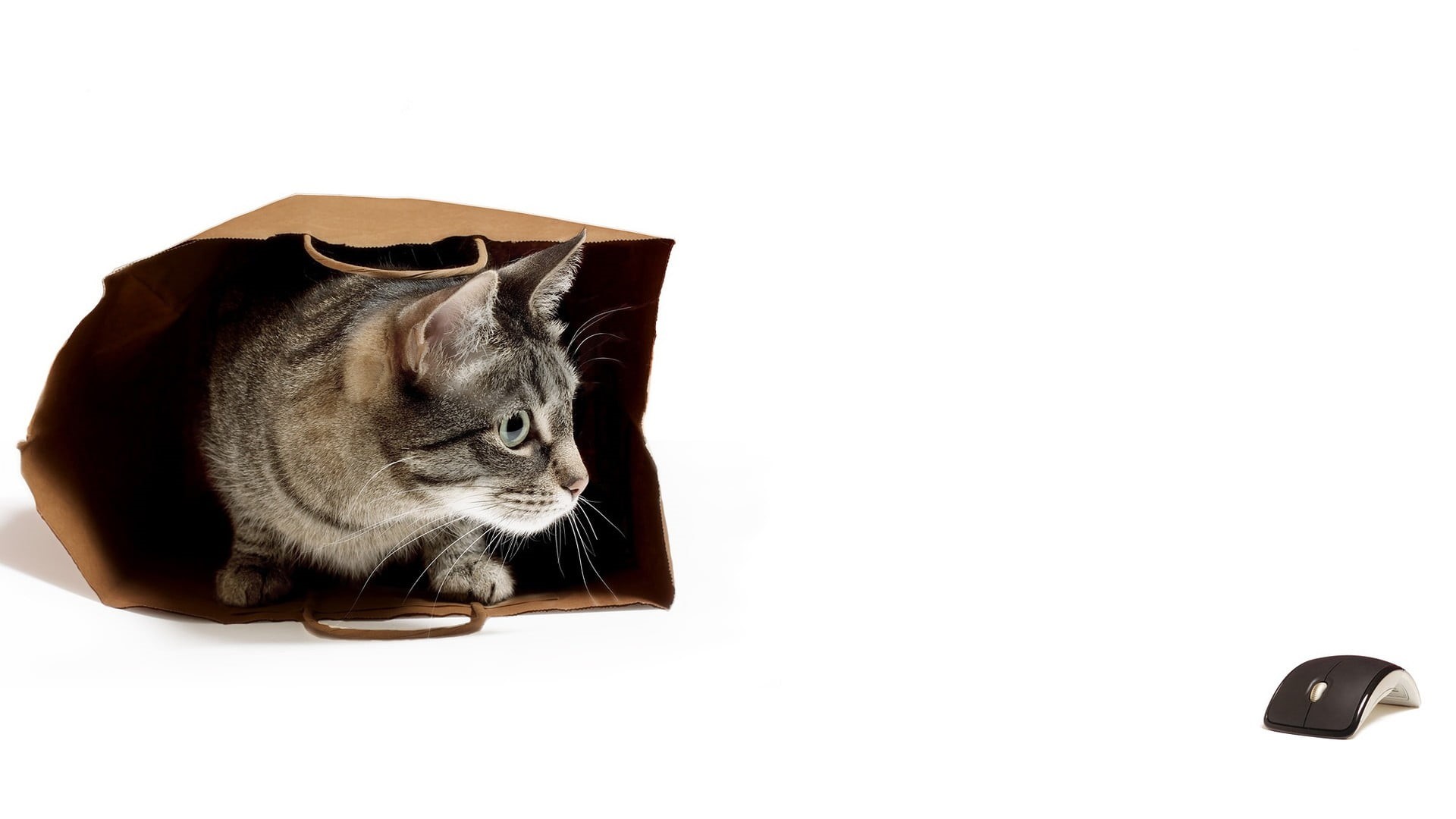 1080P, grey, domestic, bag, animal, no people, looking, pets, animal body part, whisker, studio shot, humor, domestic animals, vertebrate, pet, copy space, HD Wallpaper