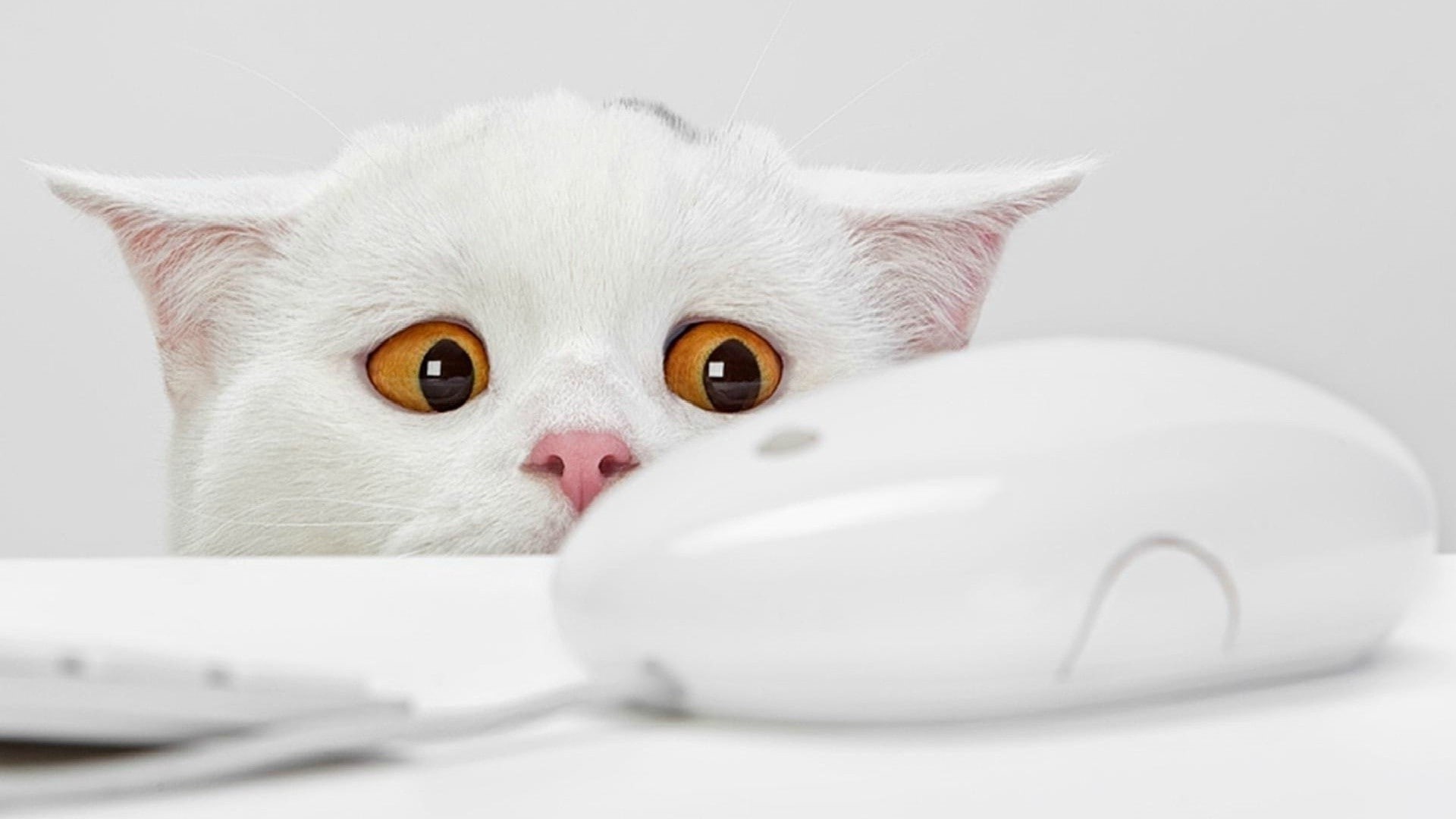 kitten, white color, cat animals white bright orange eyes computer computer mice, feline, animal body part, animal themes, whisker, studio shot, looking at camera, HD Wallpaper
