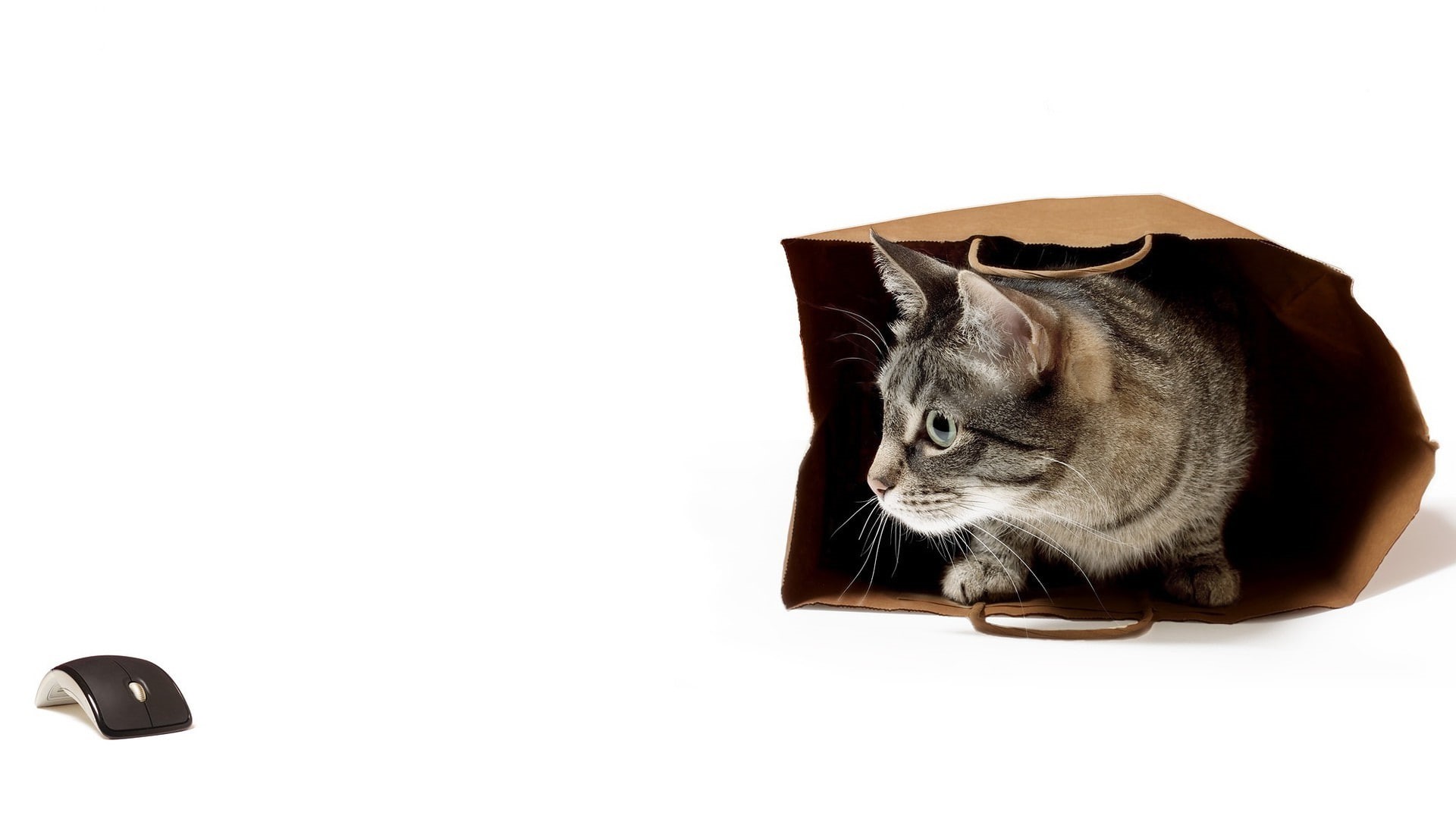 cat, humor, White Background, 1080P, Bag, Pet, Computer Mice, animals, HD Wallpaper