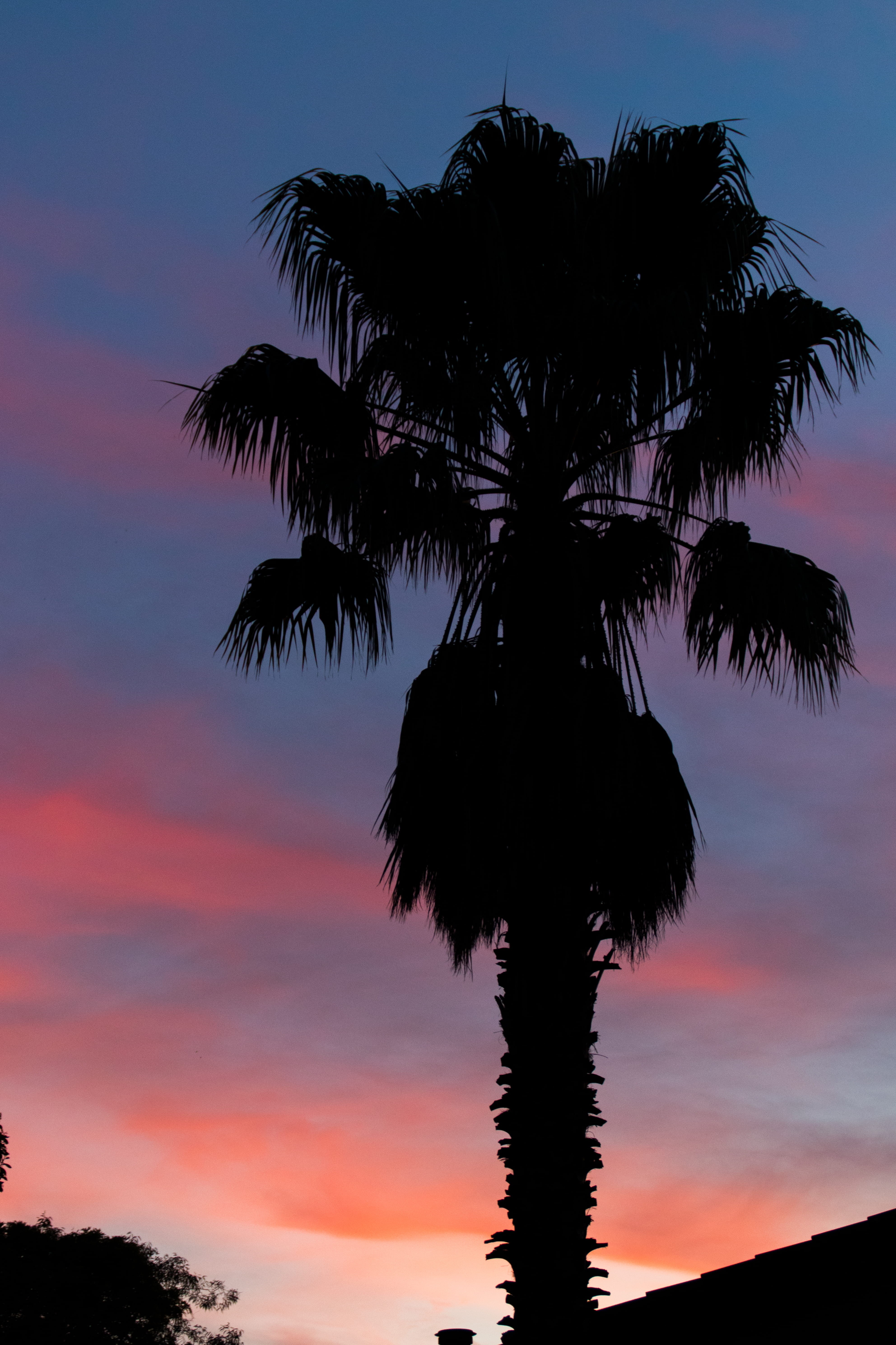 low angle view, tropical climate, silhouette, tropical tree, vertical, outdoors, scenics - nature, nature, palm tree, sky, trunk, no people, beauty in nature, Phone HD Wallpaper