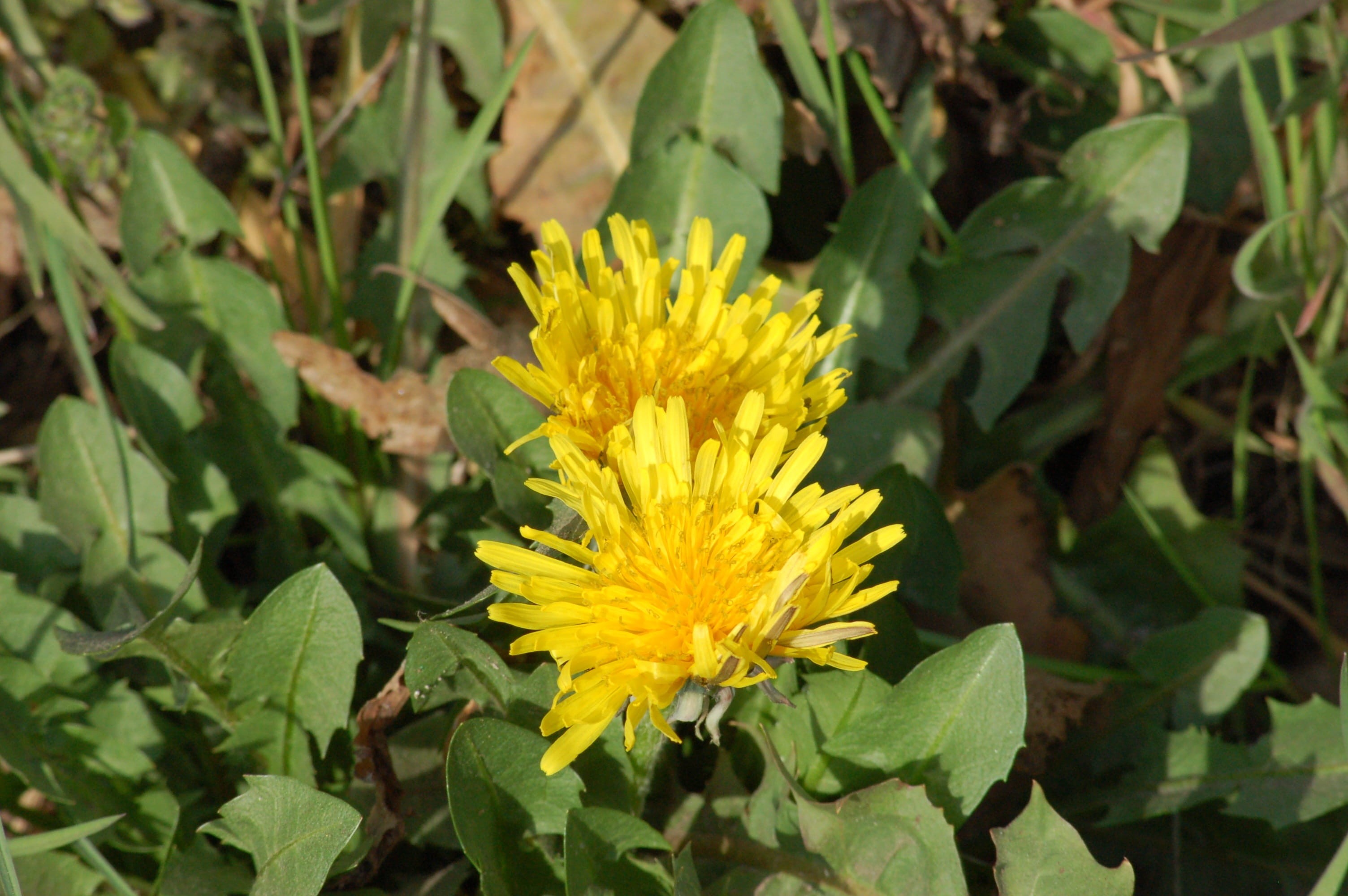 flowering plant, beauty in nature, outdoors, growth, focus on foreground, plant part, flower, close-up, vulnerability, leaf, yellow, nature, freshness, HD Wallpaper