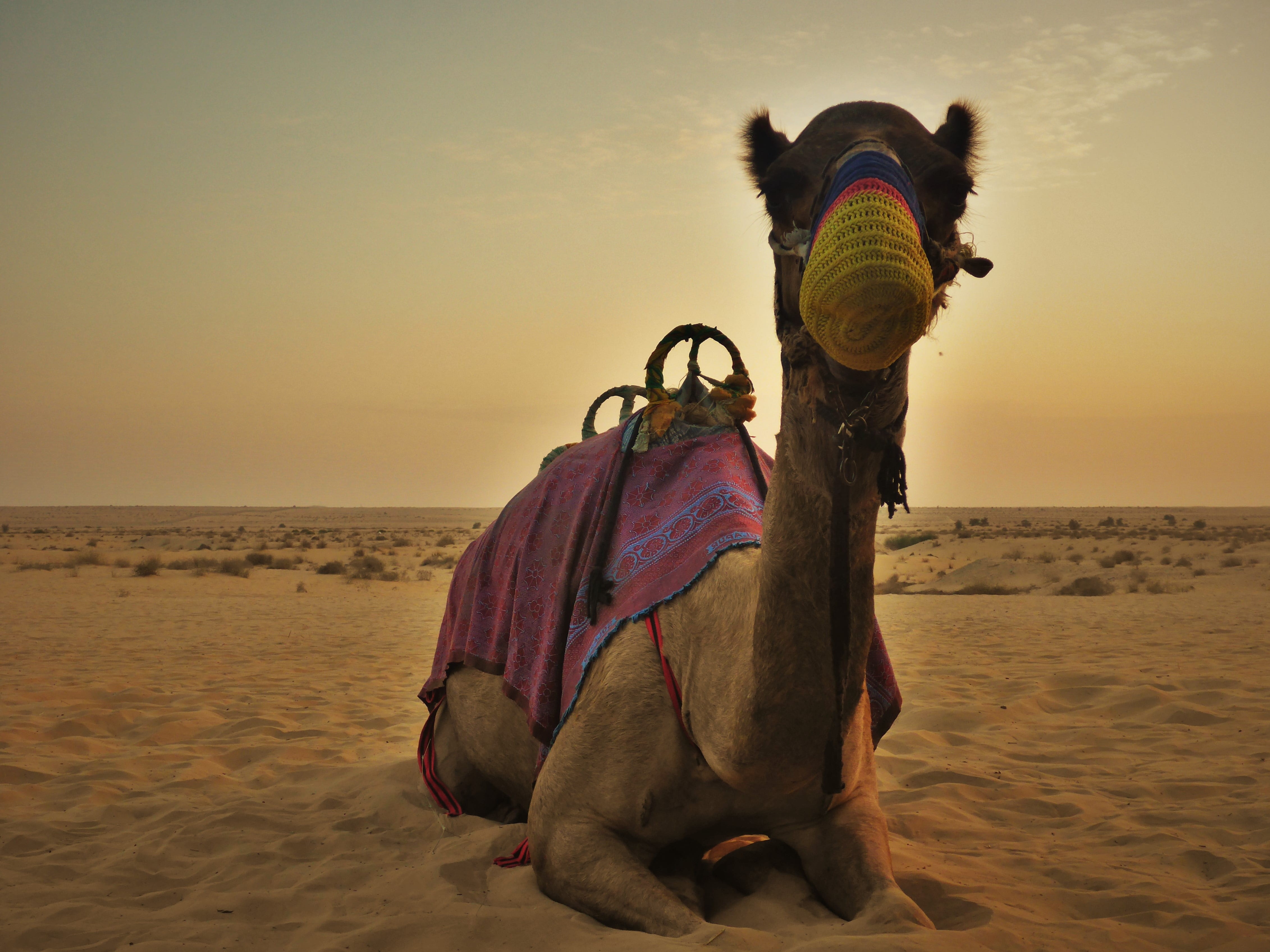 domestic animals, outdoors, lifestyles, horizon over water, nature, sunset, beauty in nature, horizon, dubai, water, traditional clothing, clothing, hat, HD Wallpaper