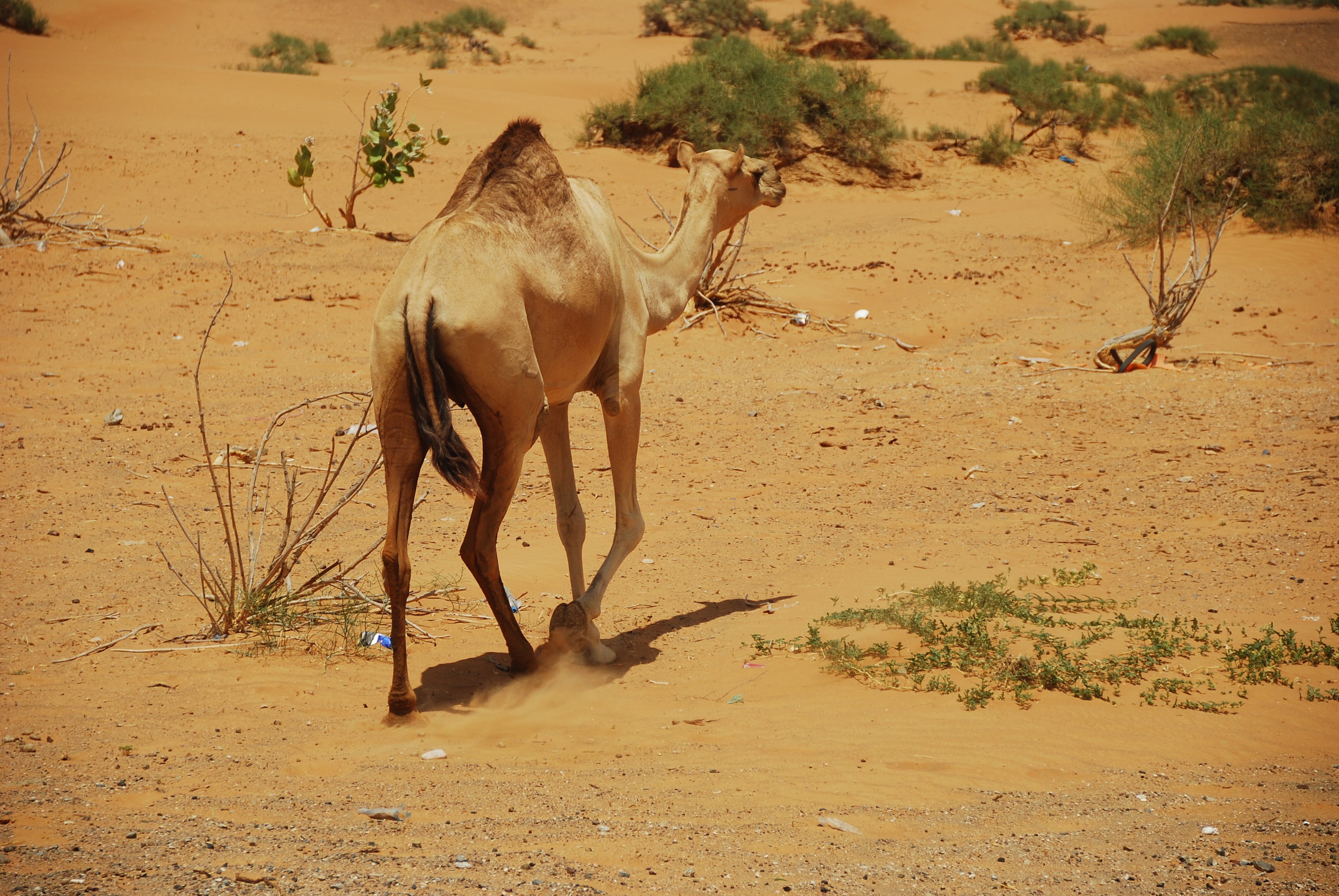 u a e, climate, 4K, camel, vertebrate, sun, land, full length, walking, mammal, outdoors, dust, animal wildlife, animals in the wild, jeep tours, animal themes, HD Wallpaper
