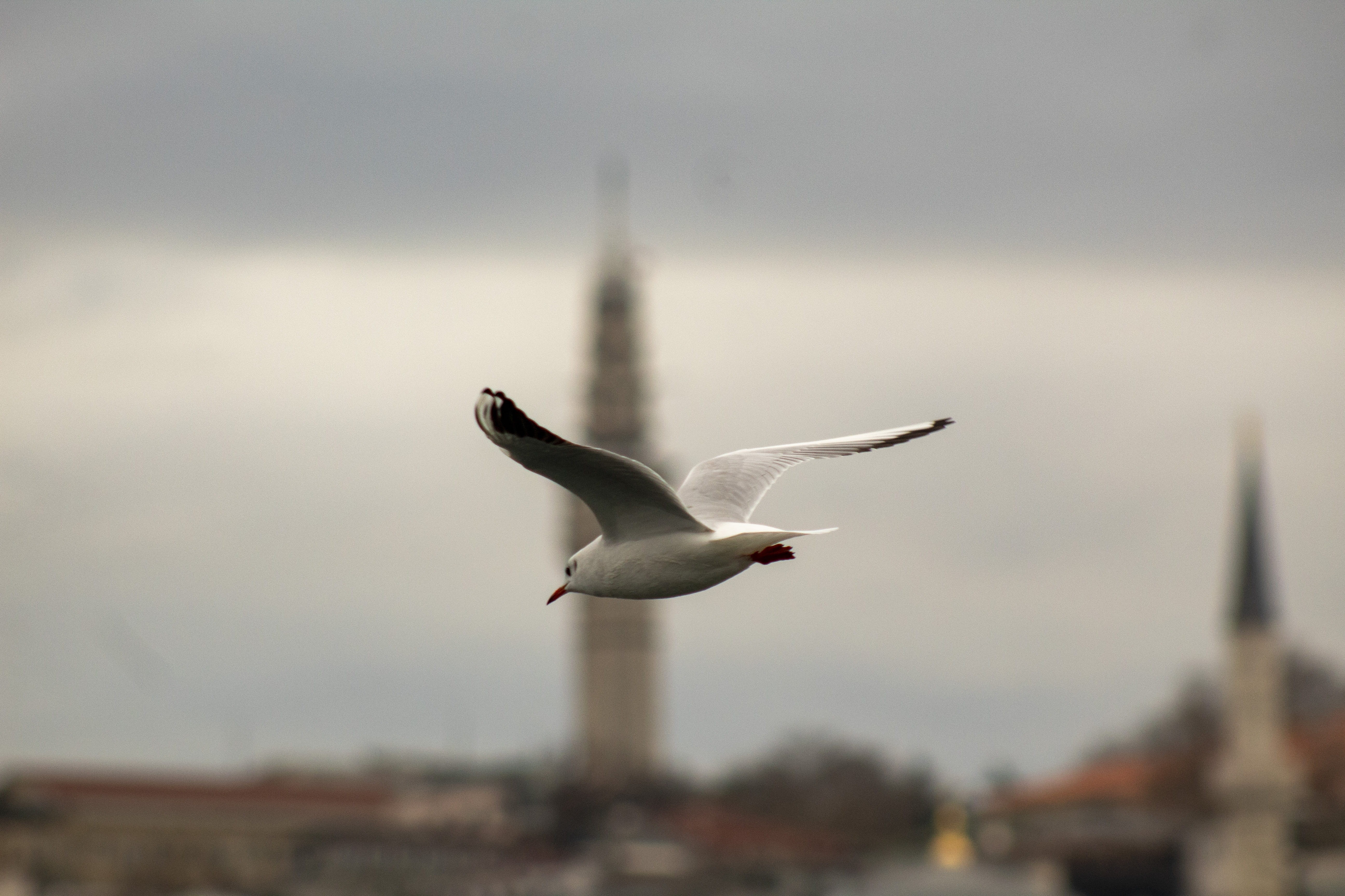 v, animal wildlife, wings, outdoors, water, gulls, sea bird, flying, throat, dom, blue, vertebrate, wing, beach, maidens tower kiz kulesi, marine, focus on foreground, HD Wallpaper