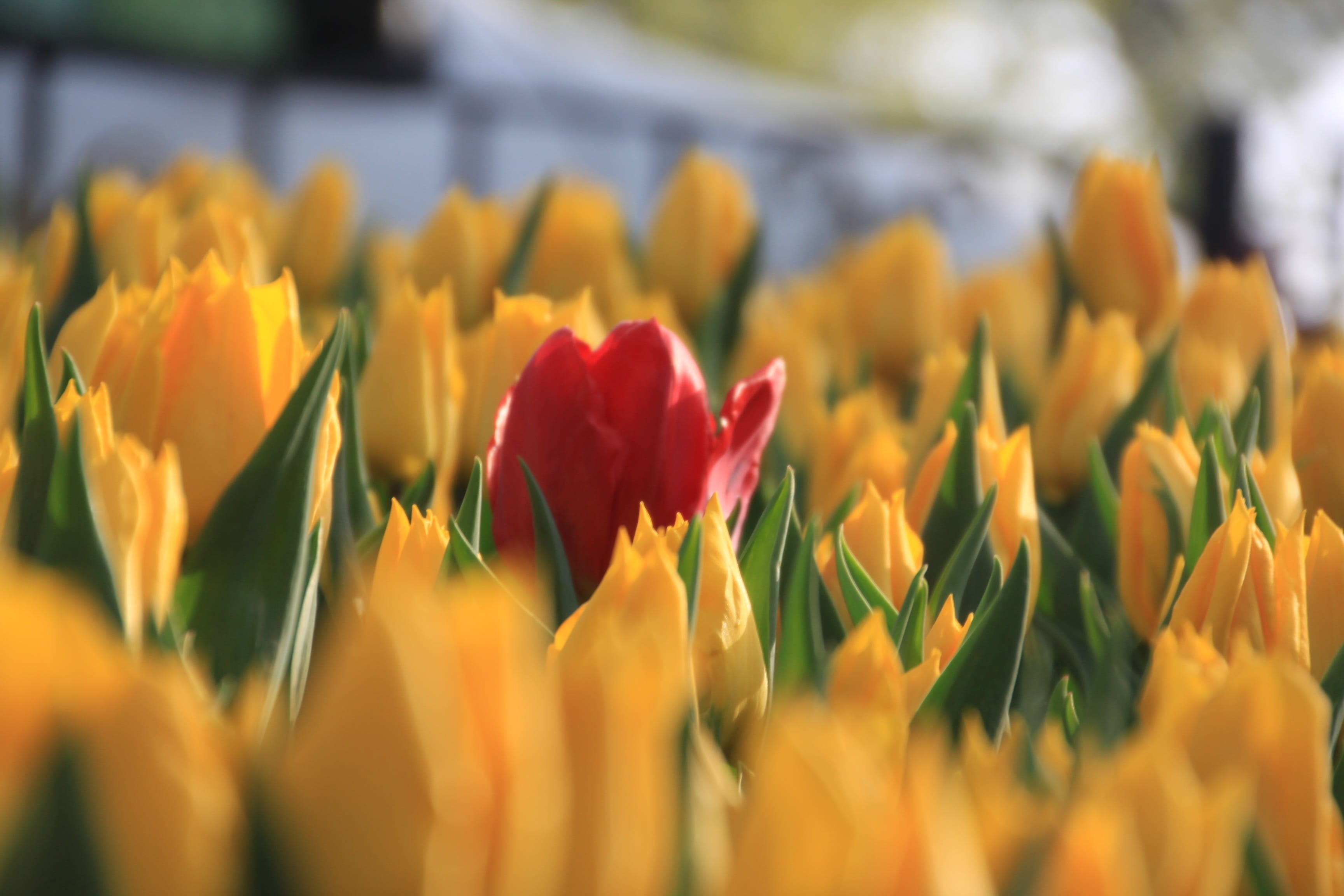 galata tower, in the water, Sparkle, flower, turkey, blue, boats, beauty in nature, Army, souvenir, sky, springtime, 2K, selective focus, yellow, love, HD Wallpaper