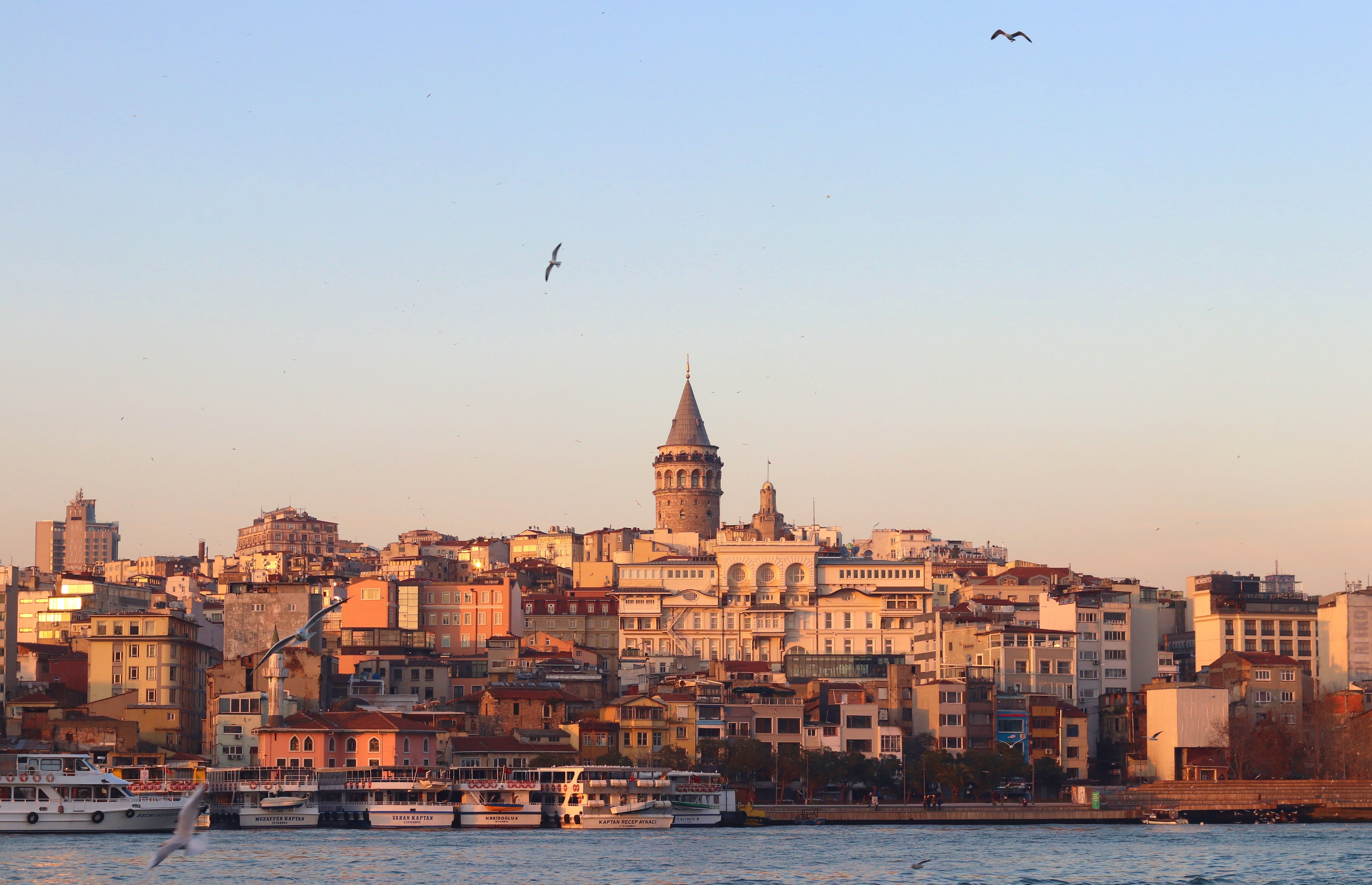 beach, fish, group of animals, building exterior, jewish, 5K, flying, no people, cityscape, date, galata, sunset, estuary, in the evening, animals in the wild, HD Wallpaper