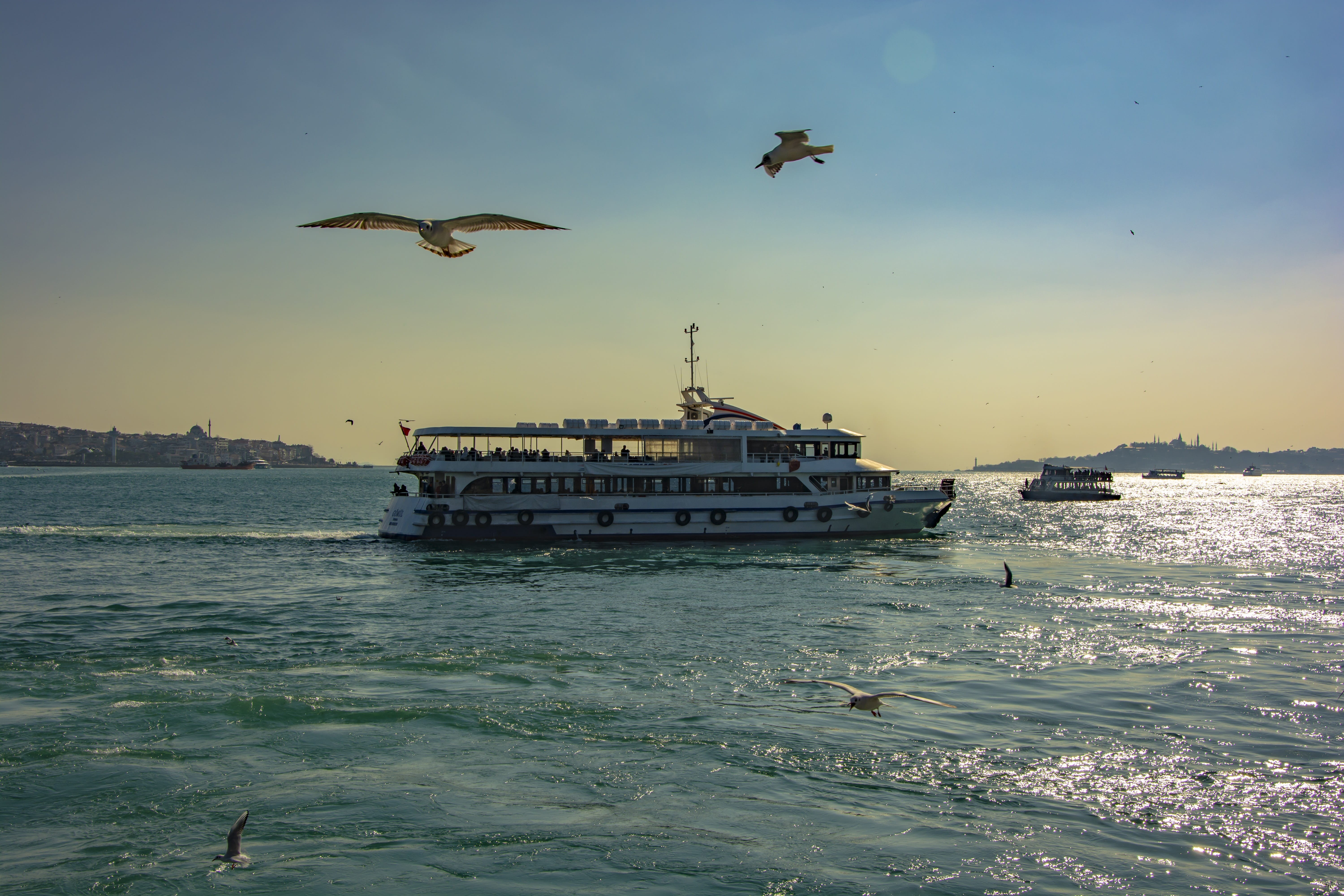 istanbul, turkey, seagull, nautical vessel, estuary, mode of transportation, animal themes, flying, animals in the wild, travel, port, ship, 5K, nature, HD Wallpaper