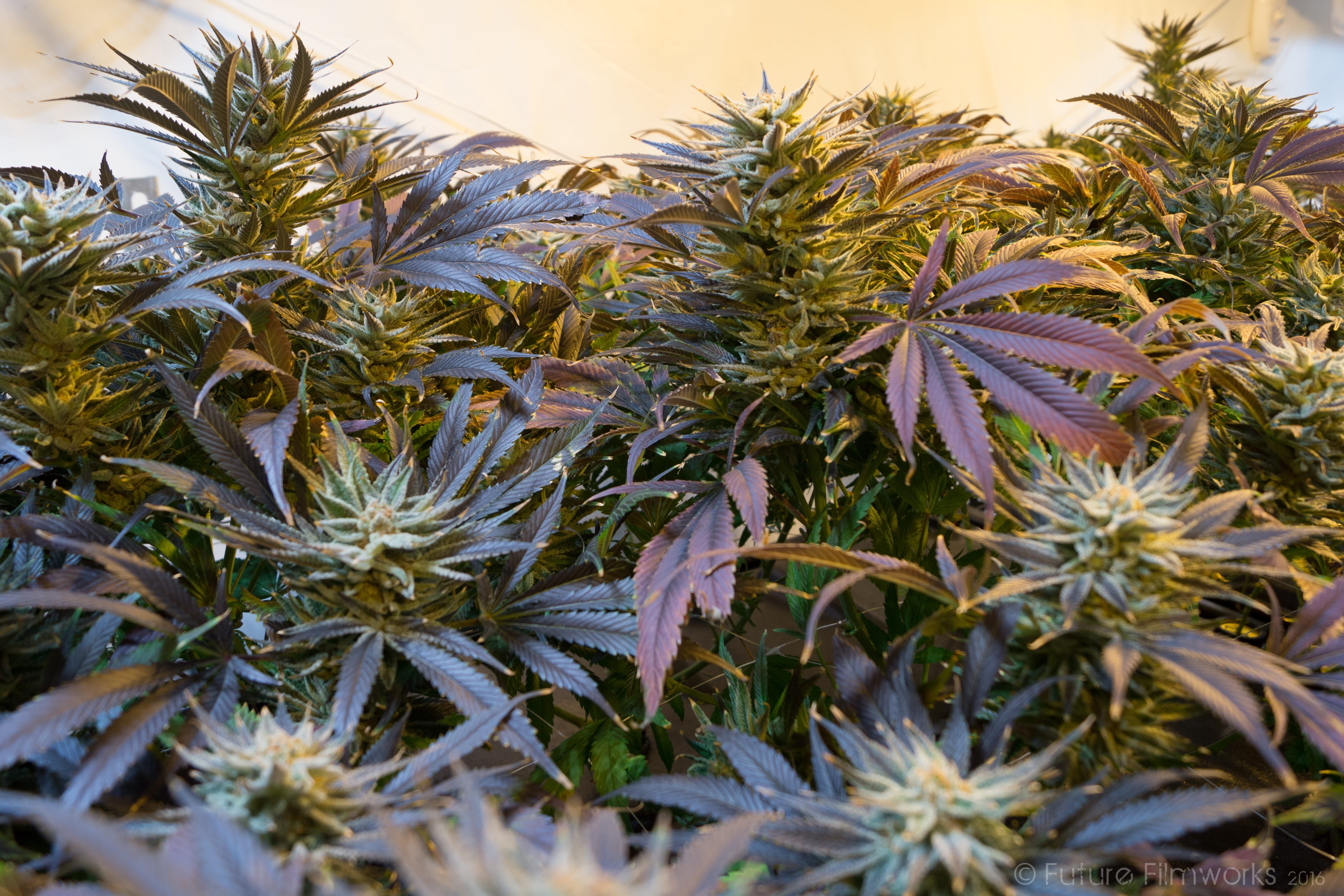 bud, legalize, green, close-up, gardening, food, nature, medicine, drug, plantation, garden, pot, growth, outdoors, herbal, weed, leaf, healthcare and medicine, HD Wallpaper