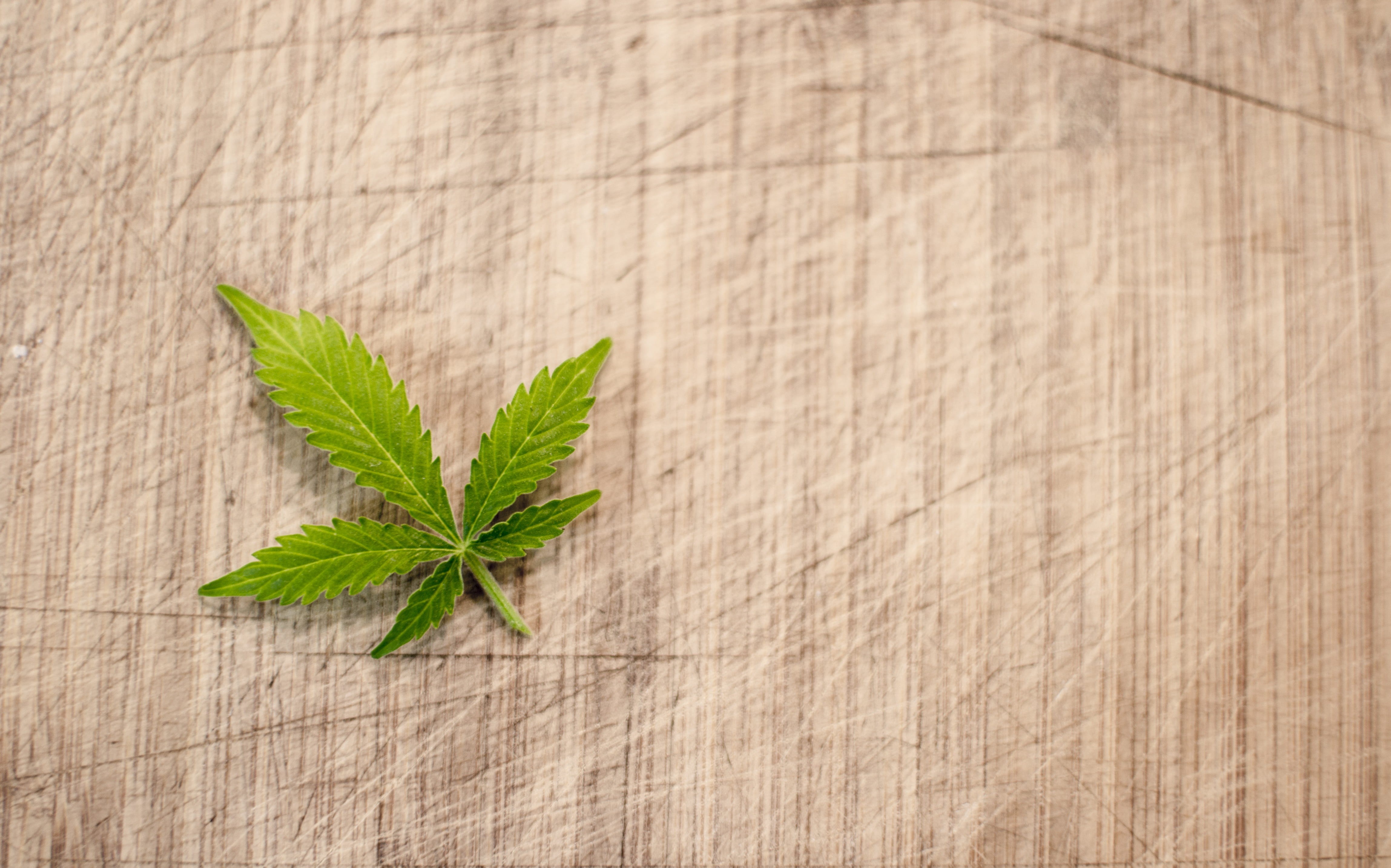 flora, green color, gardening, no people, pot, usage, health, addiction, weed, natural, directly above, hashish, use, harvest, recreational, illegal, botanical, HD Wallpaper