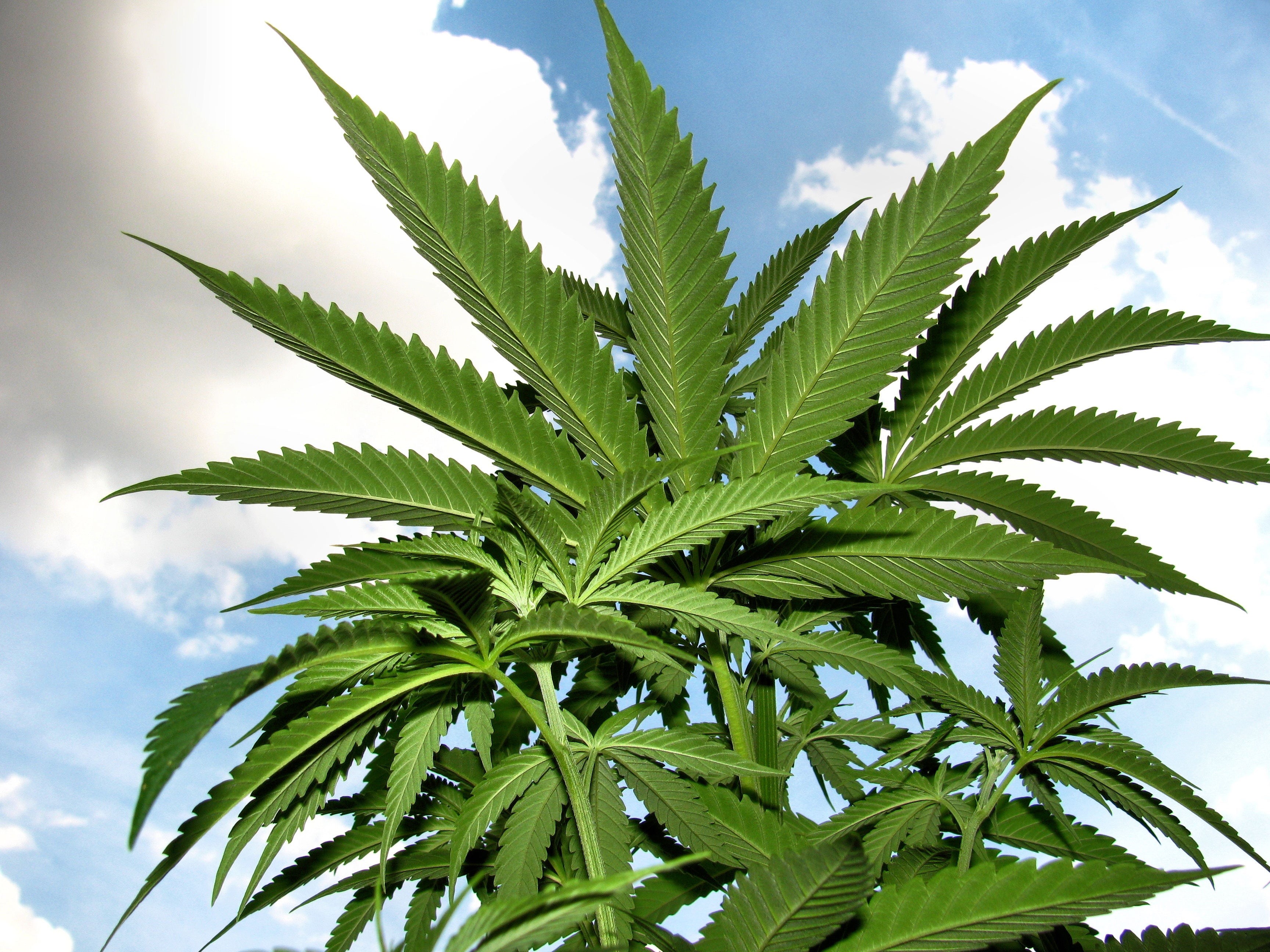 cannabis plant, cannabis, food and drink, marijuana, no people, nature, healthcare and medicine, hemp, grow, green Color, herb, ganja, alternative medicine, HD Wallpaper