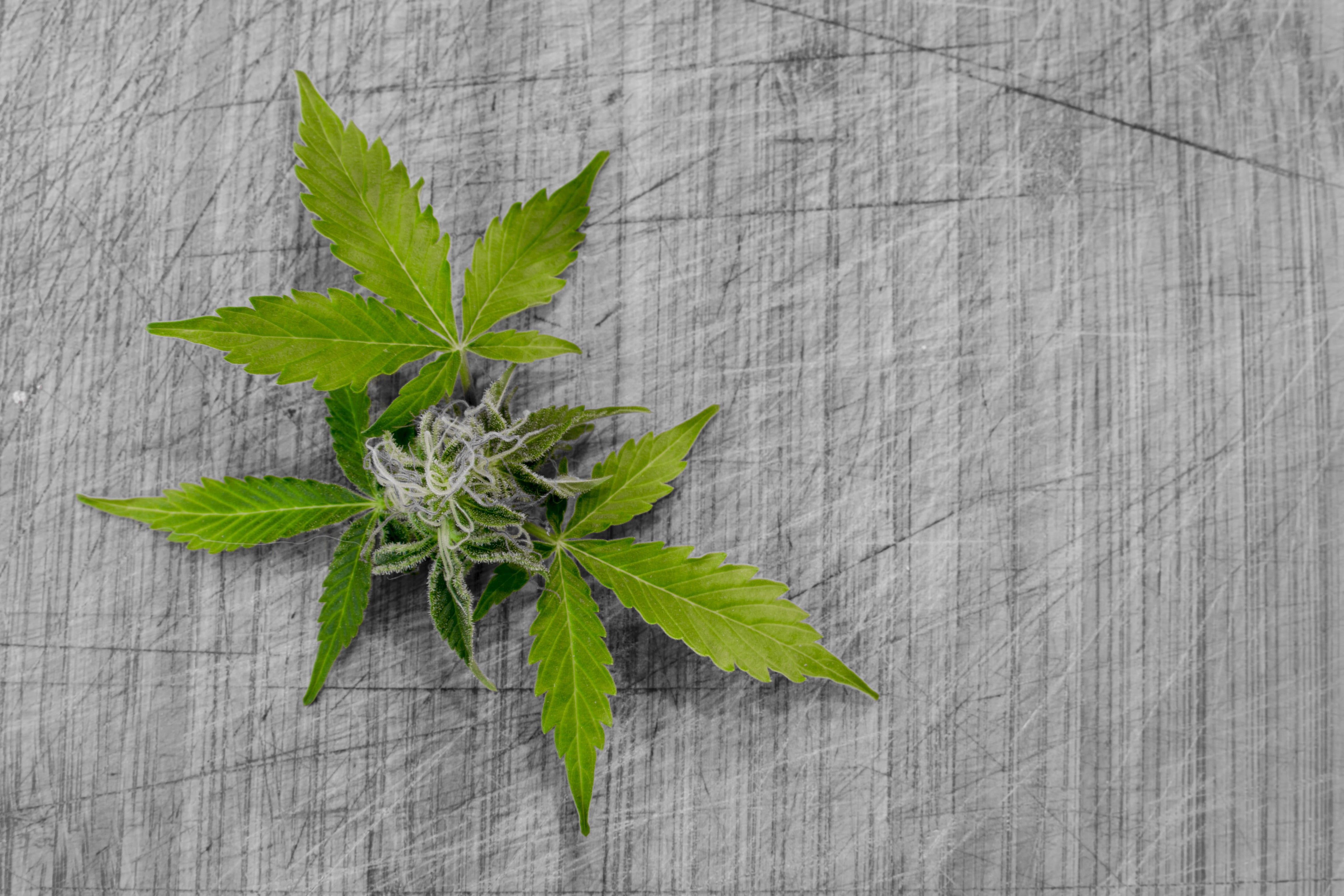 addict, flower, joint, alternative, flora, crop, indoors, cannabis, nutrition, recreation, health, herb, medical, plant, addiction, plant part, harvesting, HD Wallpaper