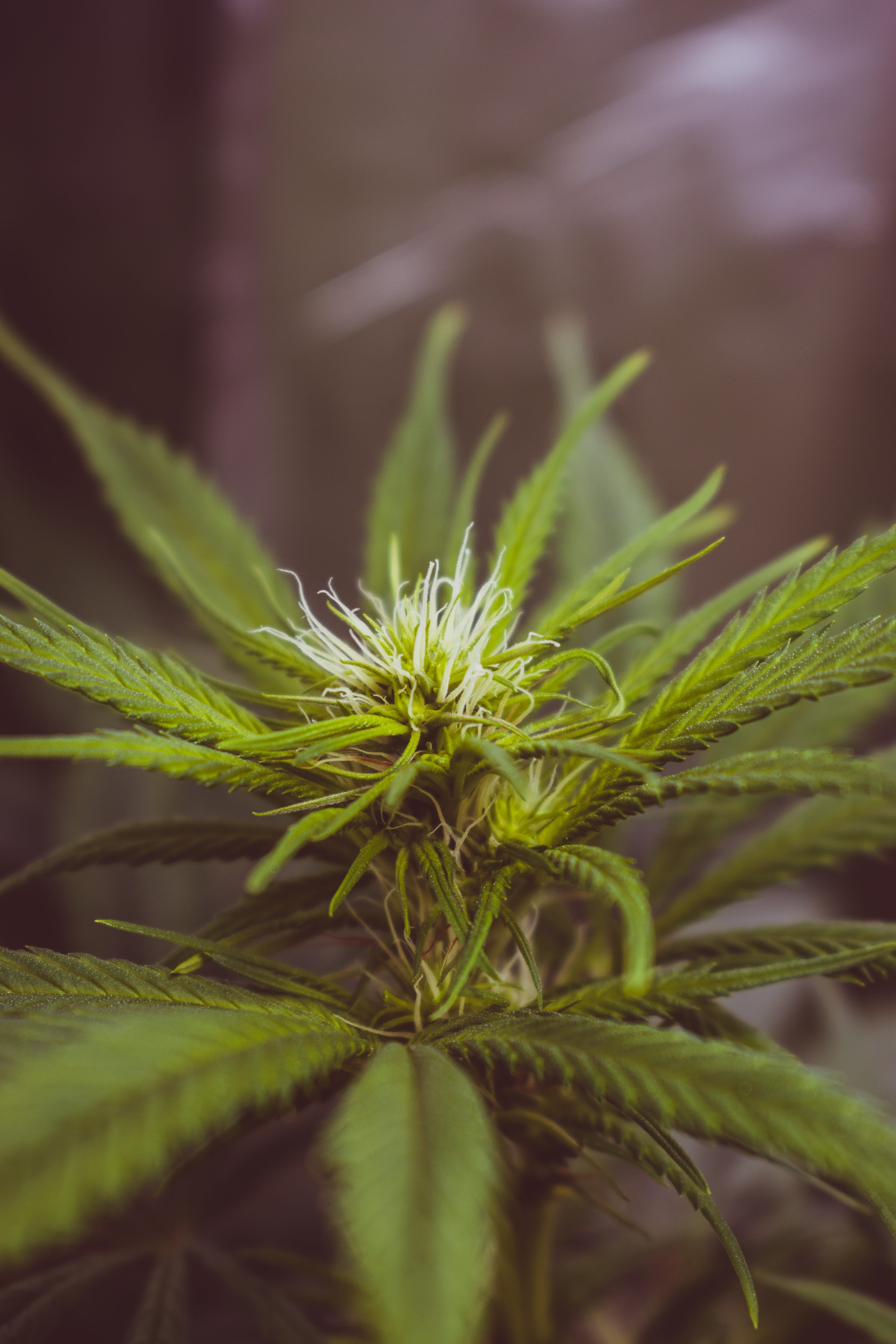 sprout, 5K, outdoors, closeup, herb, close-up, cannabis, hemp, canabis, marihuana, marijuana - herbal cannabis, plant, cactus, leafed, photography, lily, Phone HD Wallpaper