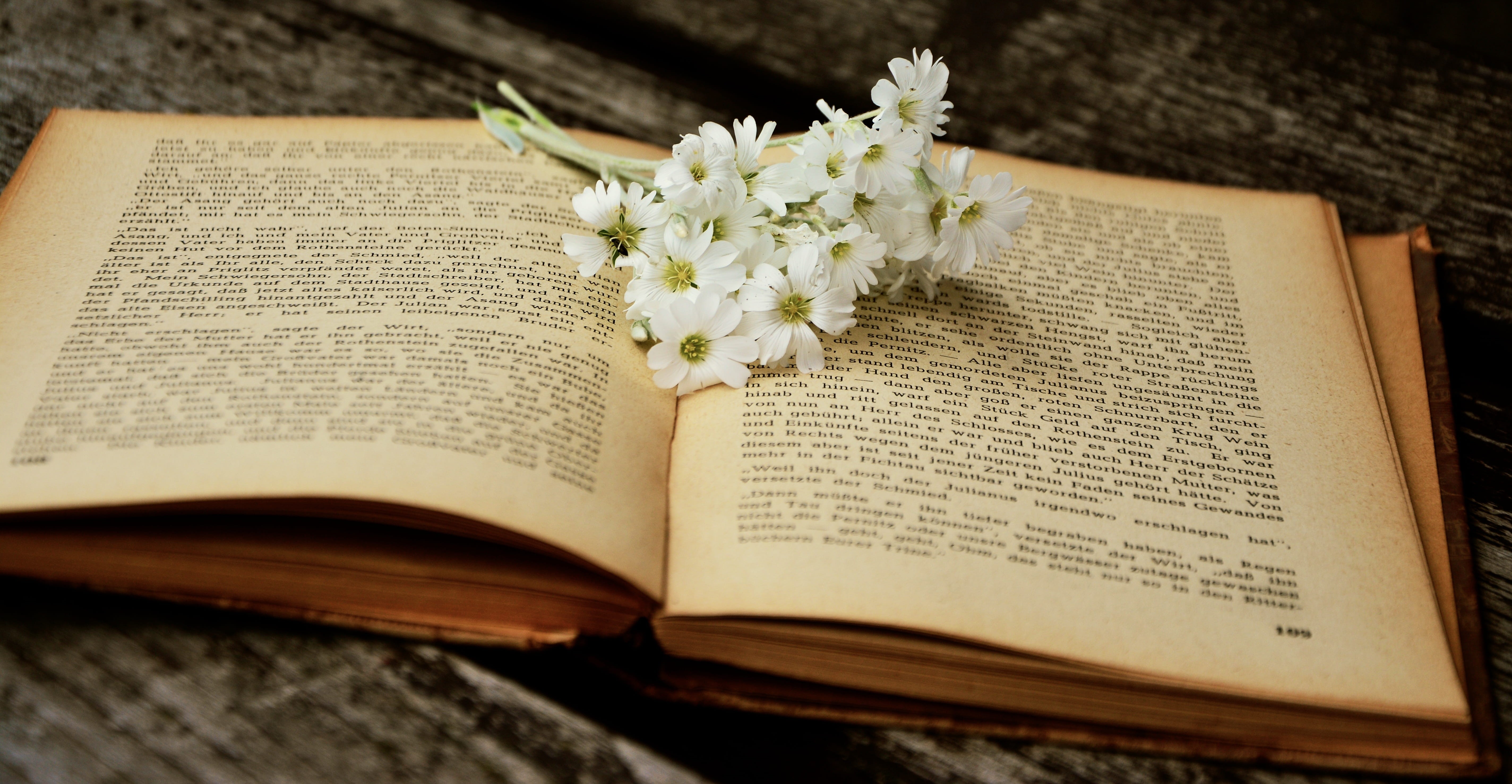 table, stone herb, publication, 5K, paper, nature, communication, book pages, flowering plant, no people, bible, indoors, wood - material, book, white daisy, HD Wallpaper