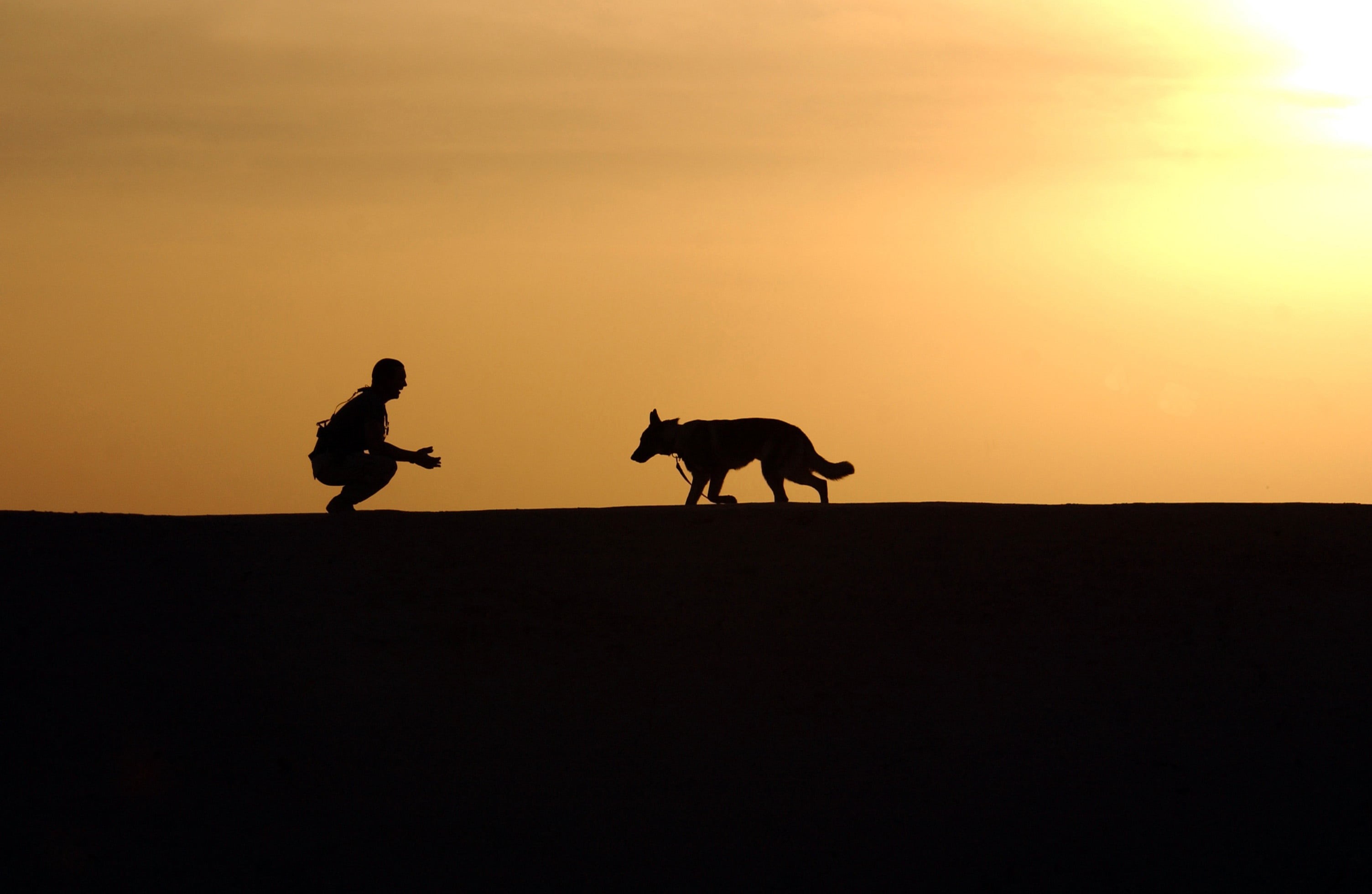 silhouette, riding, canine, sky, german shepherd, 2K, german, working, adult, animal wildlife, night, service, people, dog, mammal, side view, animal themes, HD Wallpaper