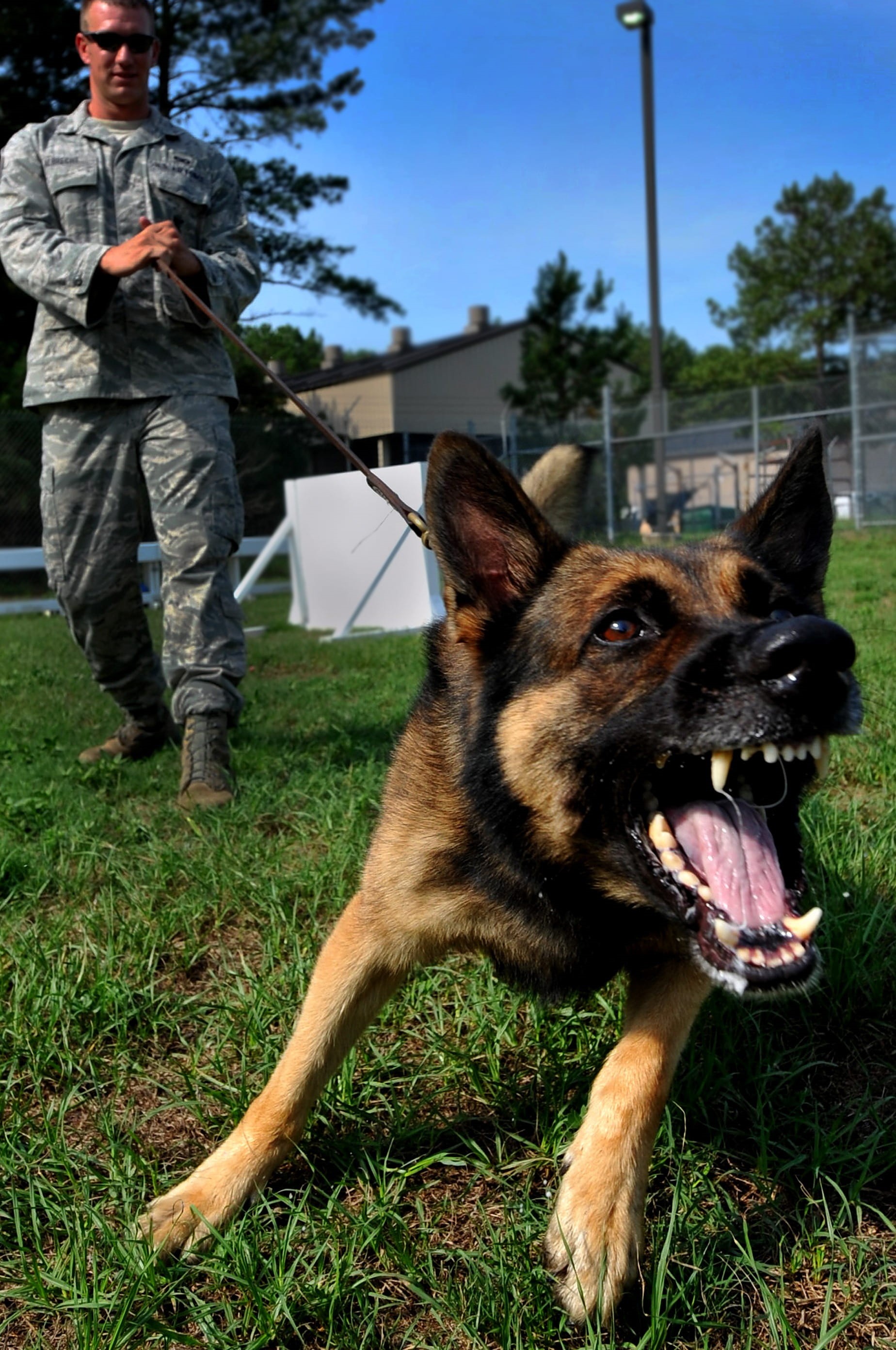 real people, close-up, field, mouth, trainer, domestic, macro, vertebrate, holding, tan, black, military, 2K, german shepherd, alert, domestic animals, Phone HD Wallpaper