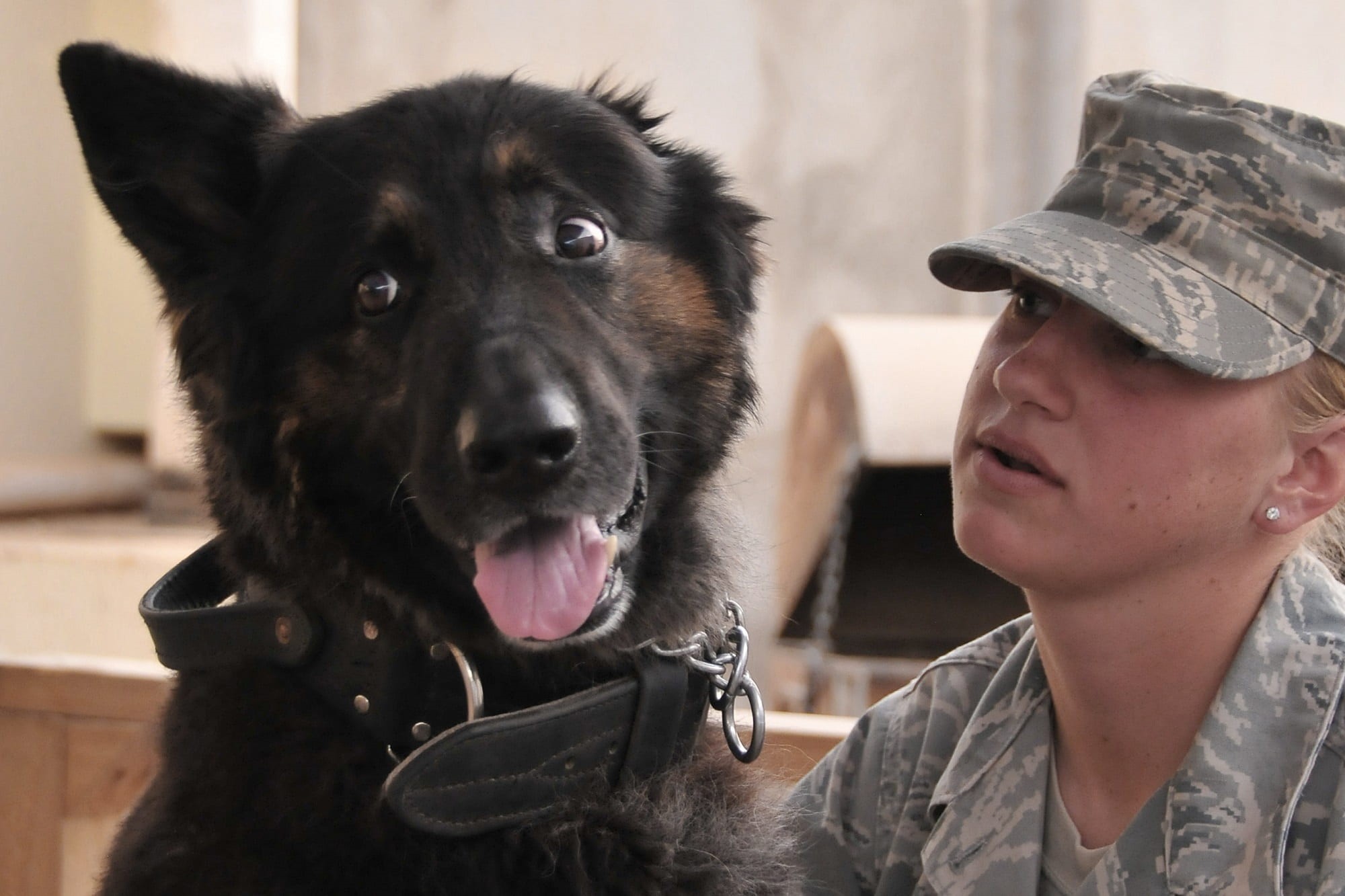 domestic animals, affection, german shepherd, dog, cap, looking, canine, love, curved, pet owner, 1080P, domestic, pets, bond, one animal, soldier, brim, HD Wallpaper