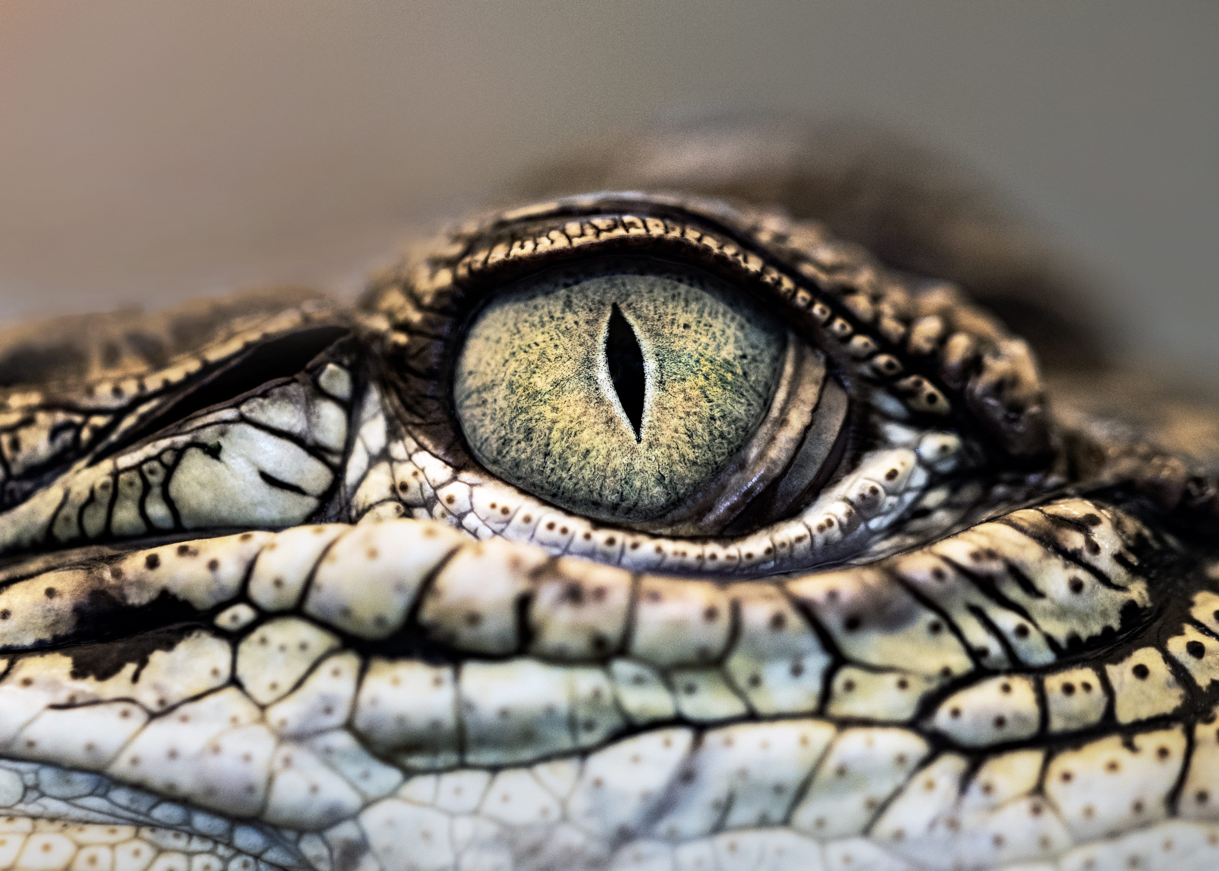 macro, australia, extreme close-up, 4K, animals in the wild, no people, animal head, animal scale, animal body part, iris - eye, closeup, vertebrate, eyeball, HD Wallpaper